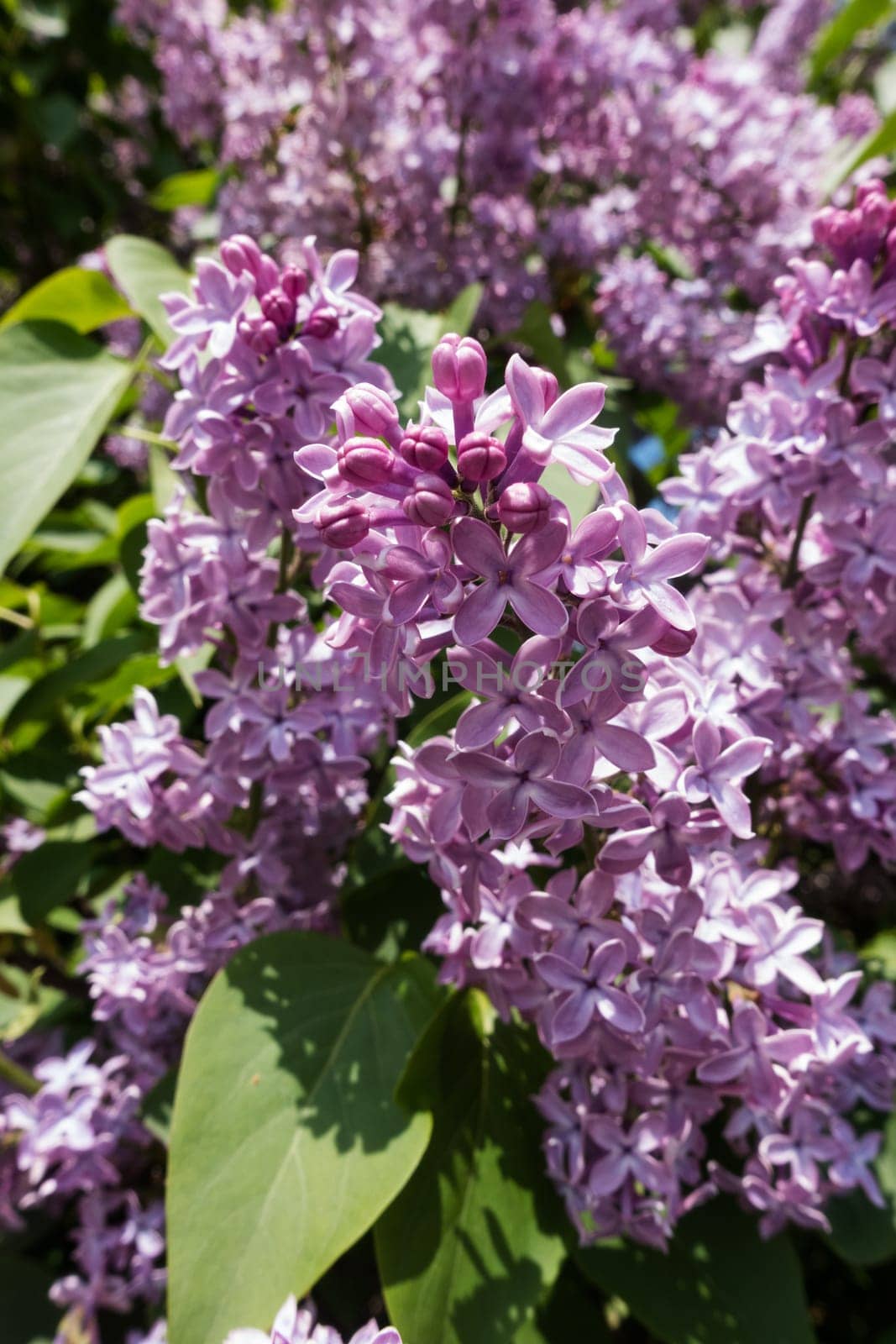 Lilac blooming in spring,shrub with flowering purple lilac