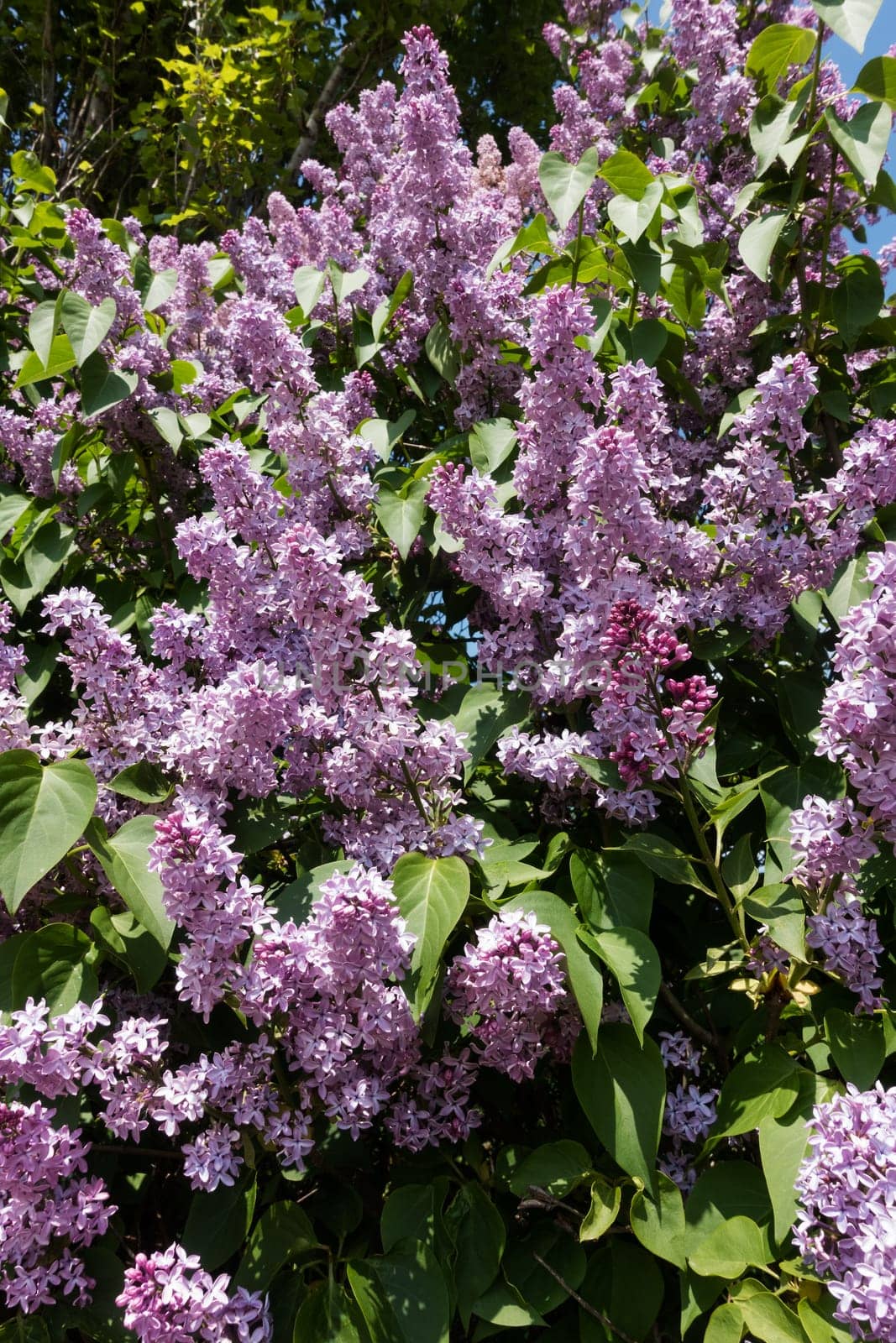 Lilac blooming in spring,shrub with flowering purple lilac