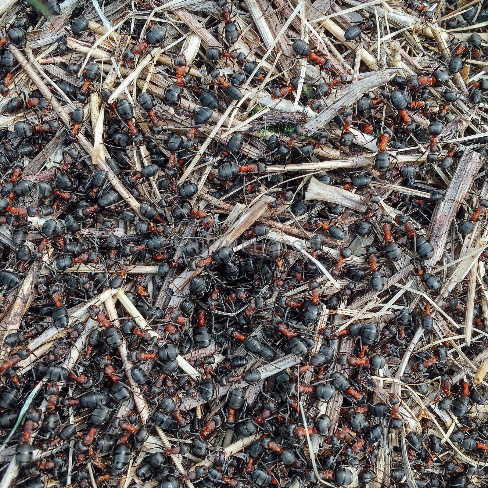 Wood ant colony on the beach.