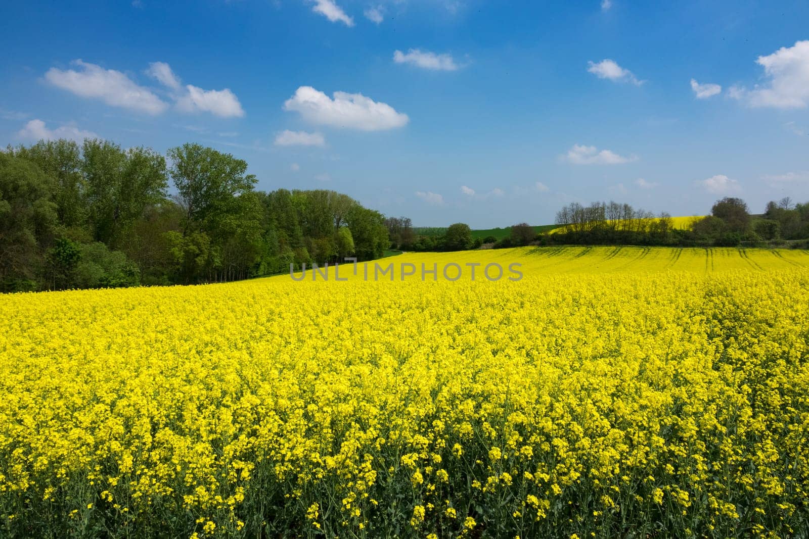 Agriculture with rapeseed,field with money-flowering rapeseed plant