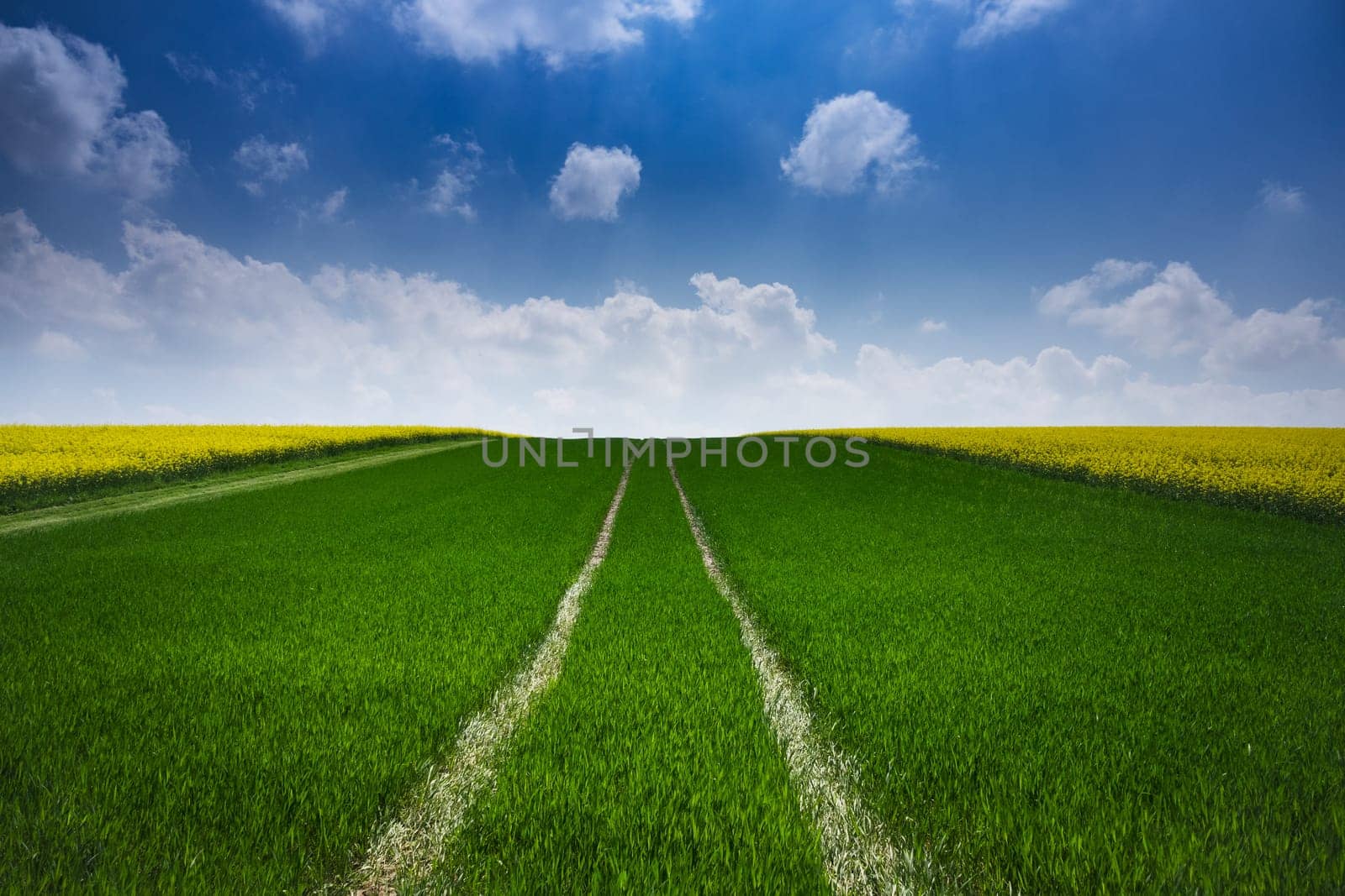 Agriculture with rapeseed,field with money-flowering rapeseed plant