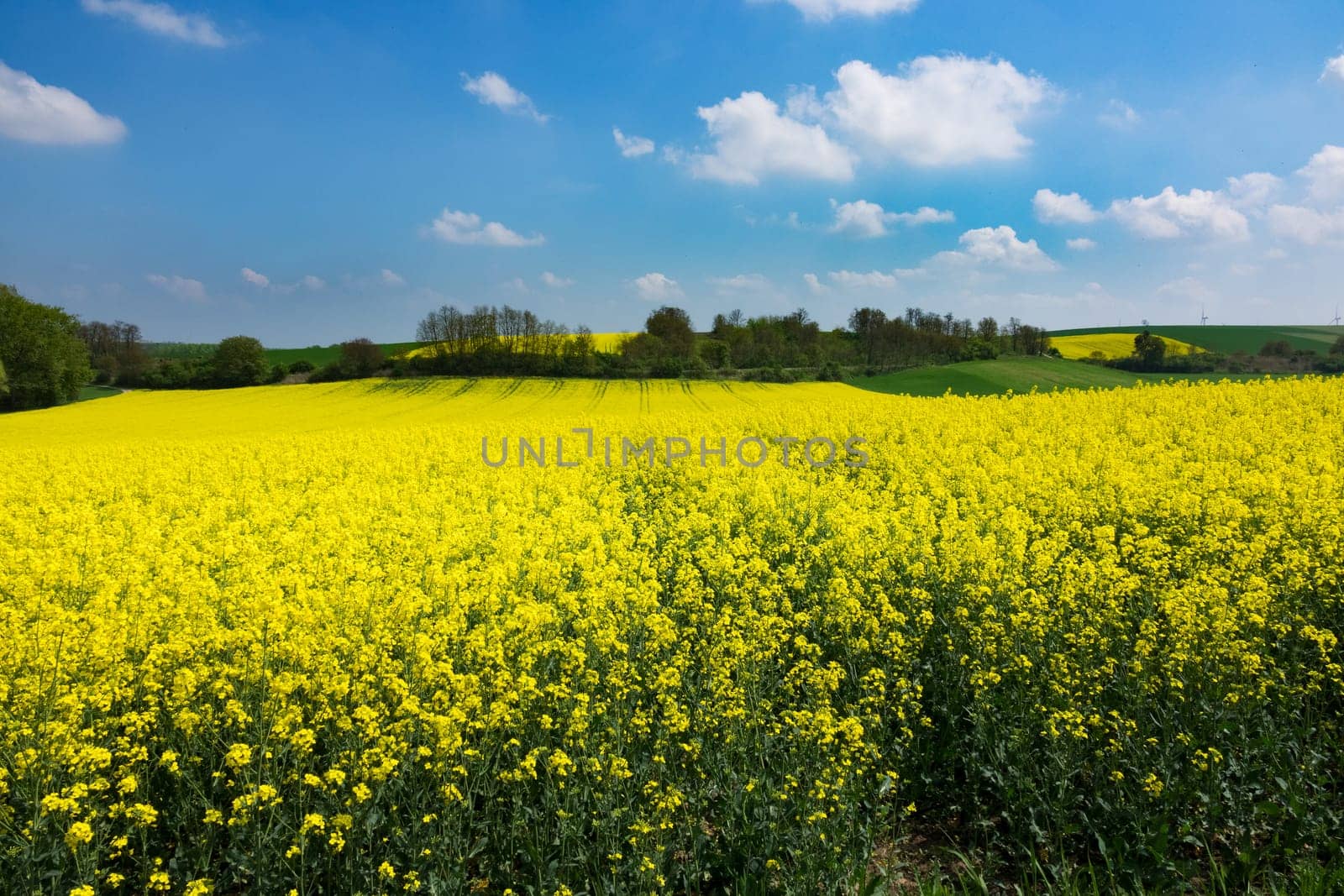 Agriculture with rapeseed,field with money-flowering rapeseed plant