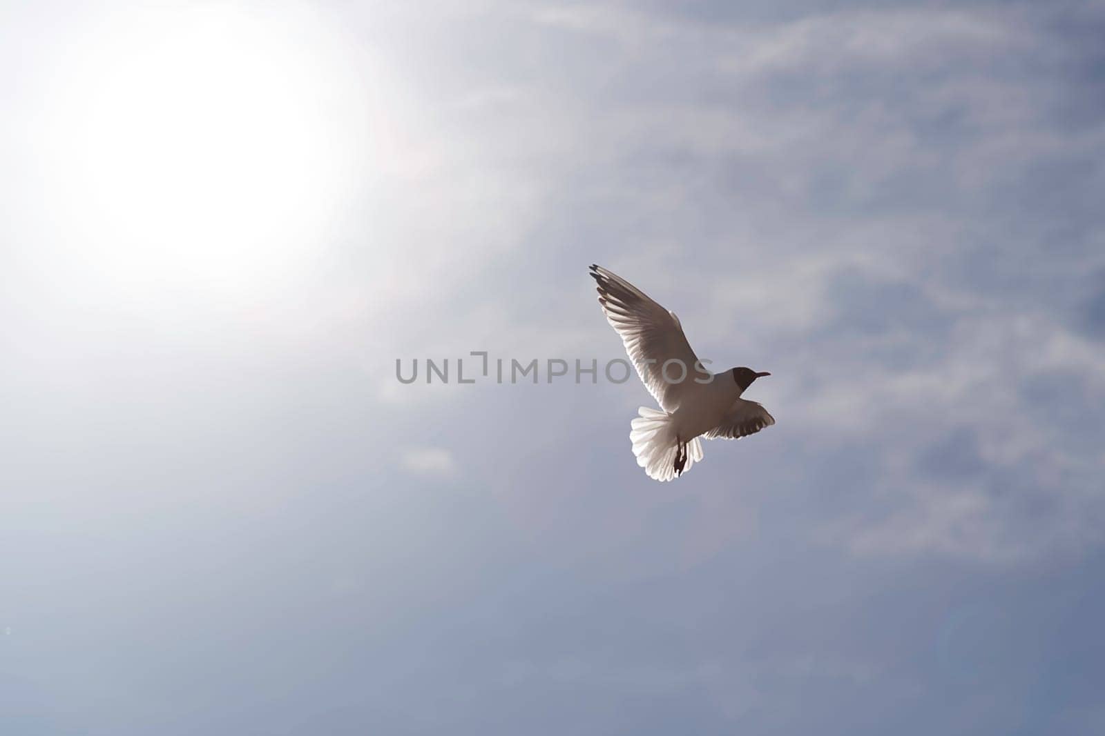 Black-headed Gull Flying with spread wings.