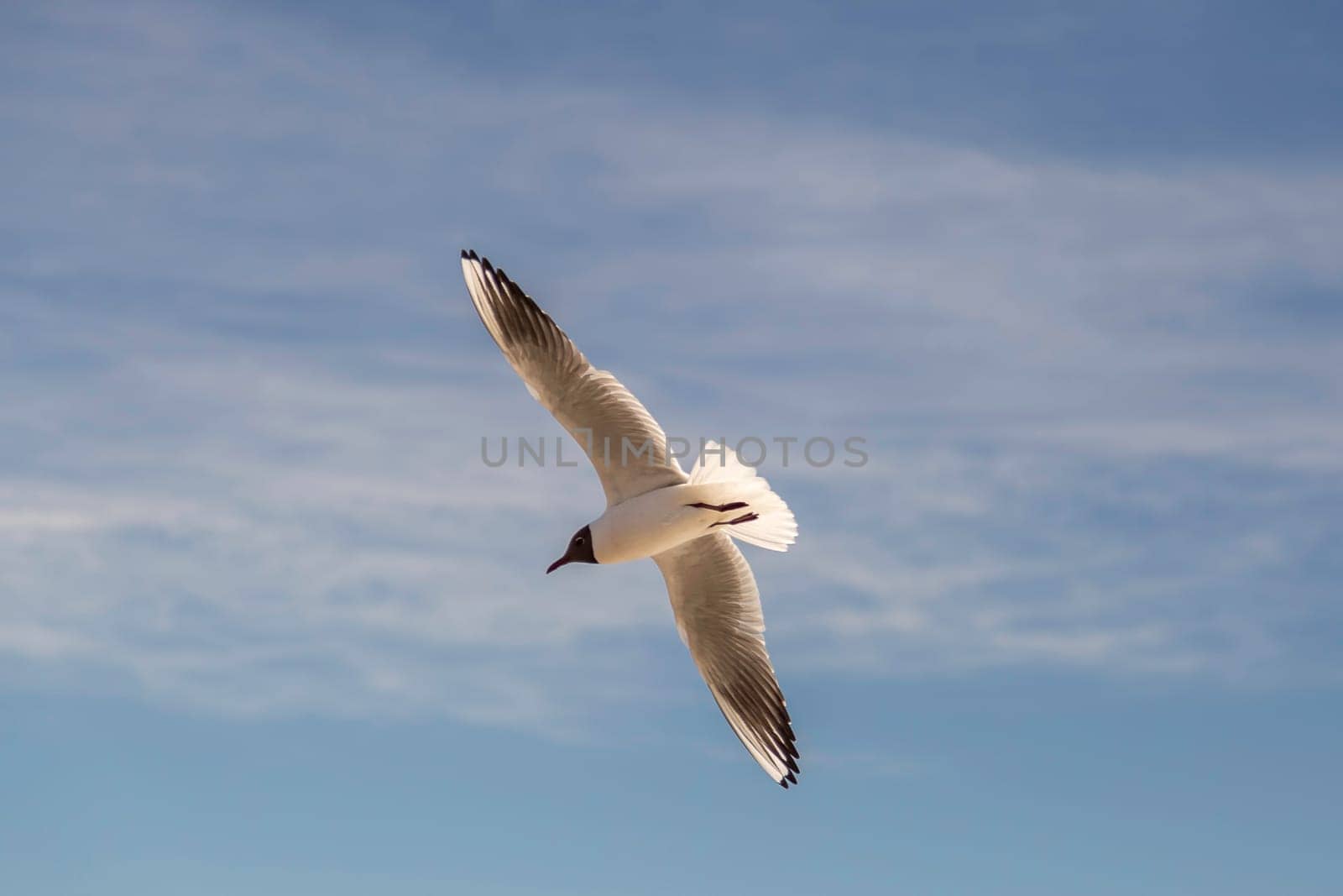 Black-headed Gull Flying with spread wings.