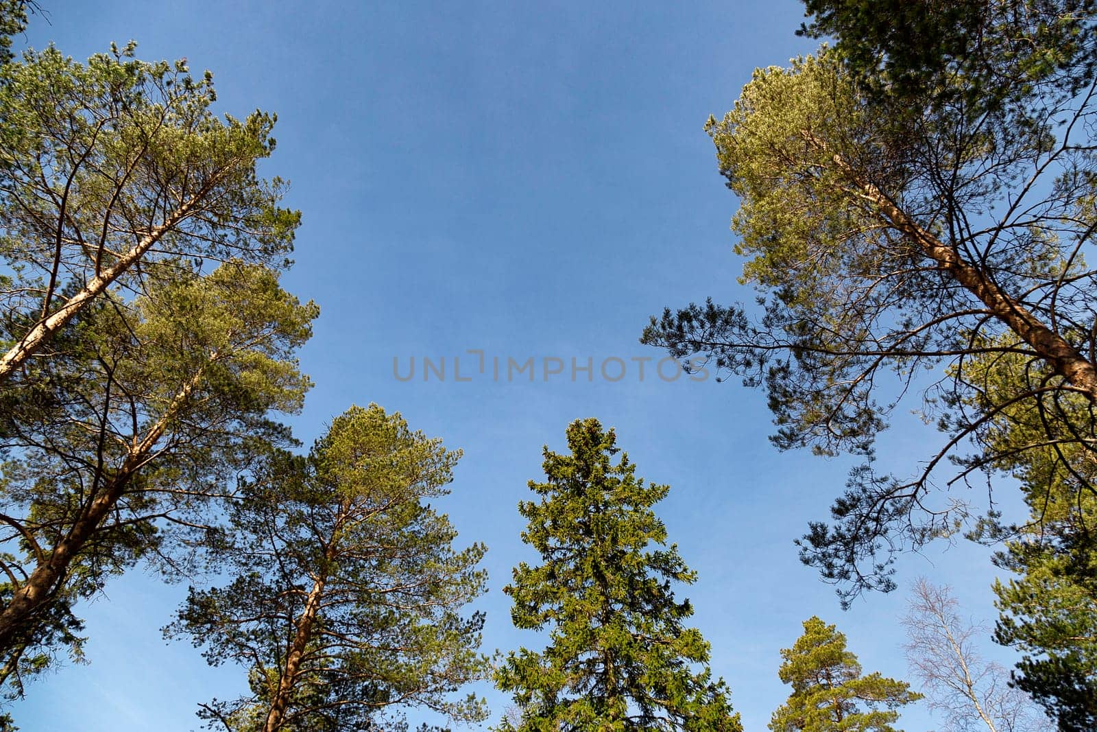 Pine and Spruce Trees with a blue sky.