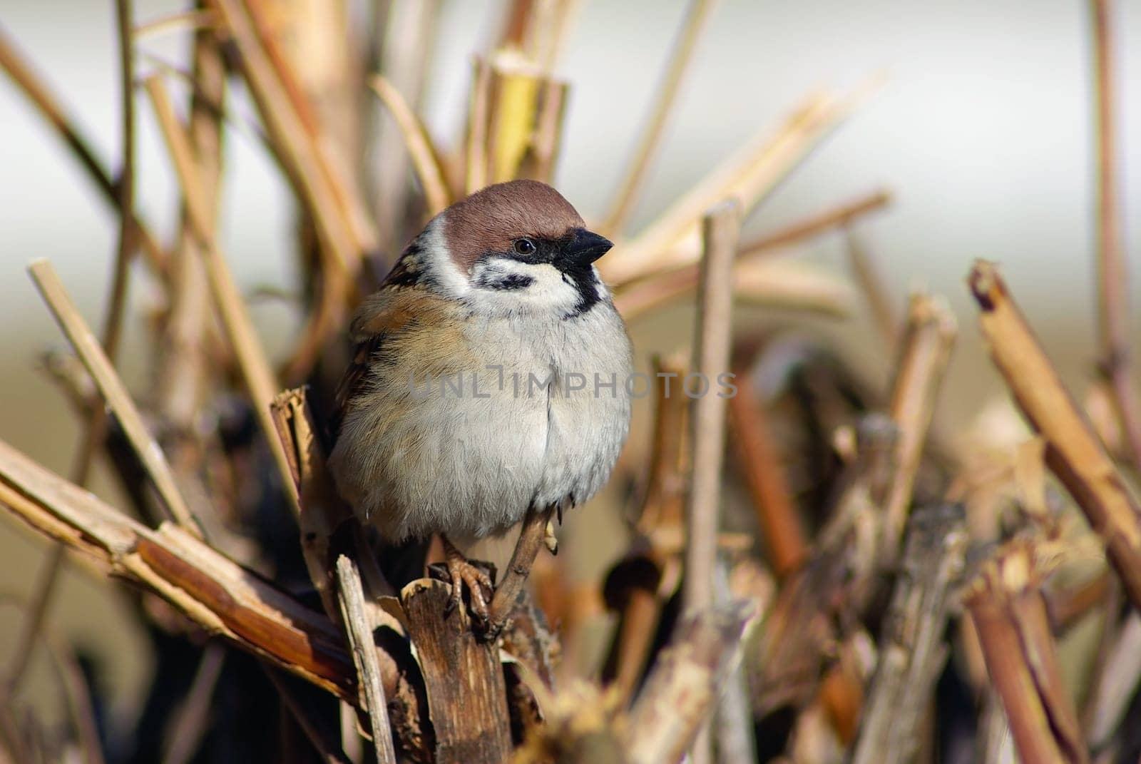 Sparrow on a branch on a blurred background of dry branches and bushes. Shallow depth of field. Selective focus.