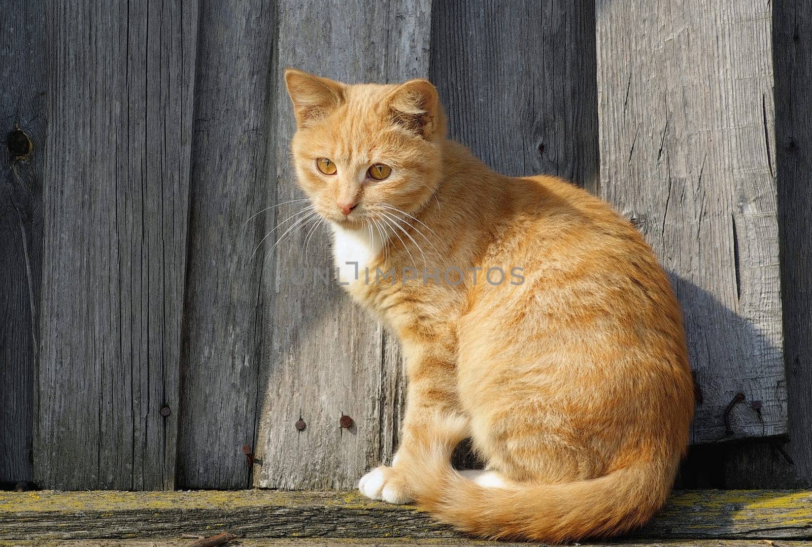Cute ginger tabby cat on wooden fence background.