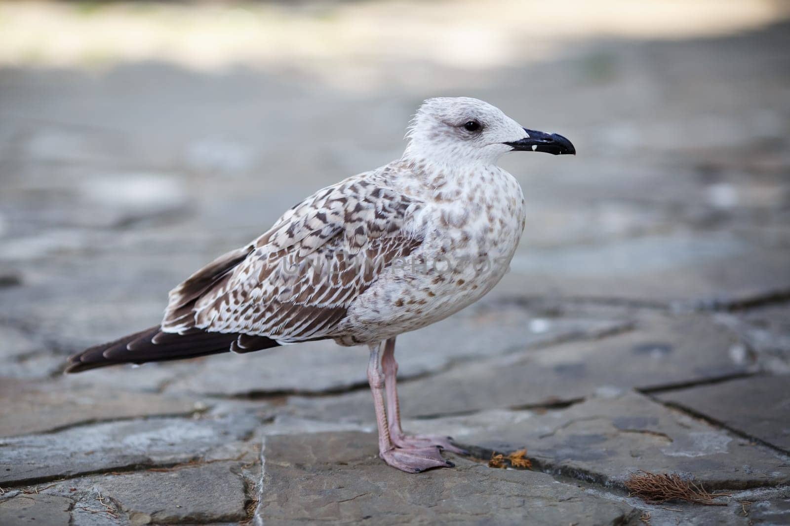 Gull stands on pavement. Selective focus.
