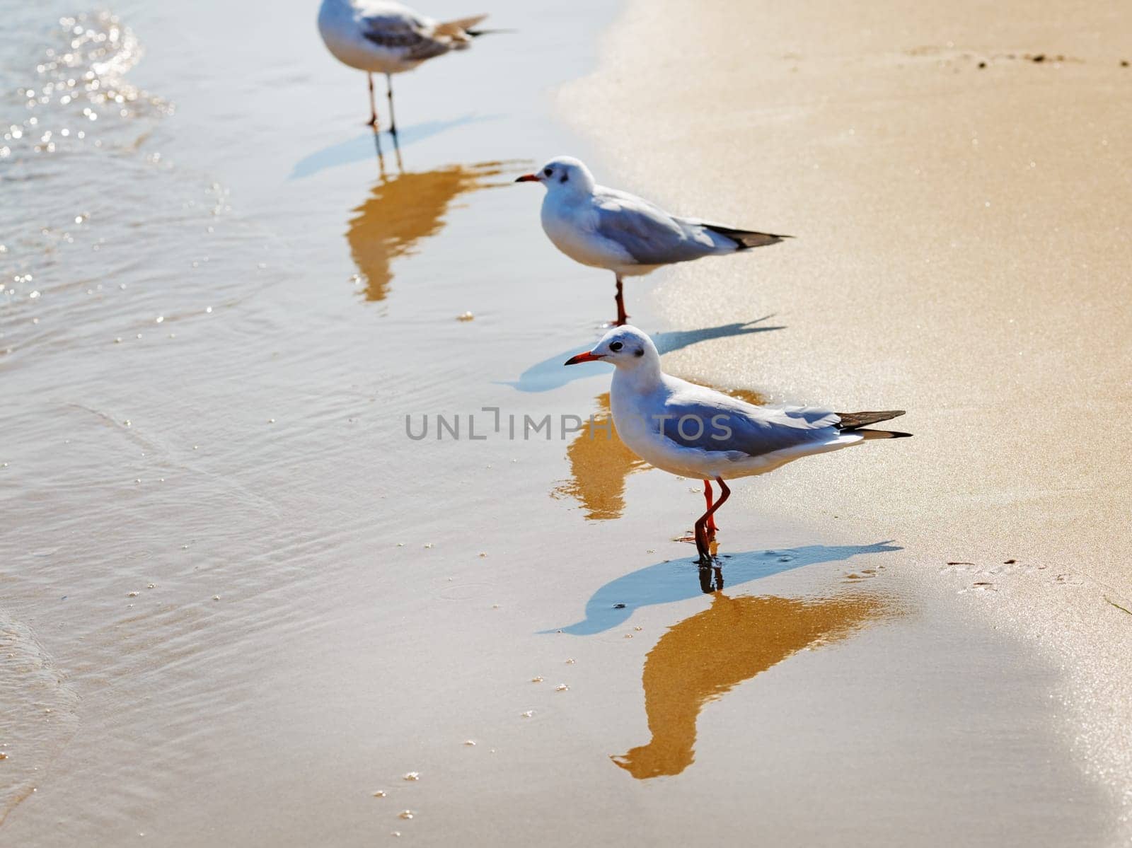 Three gulls on the beach. Seagulls standing in the water on a background of wet sand at the water's edge. Shallow depth of field. Selective focus.