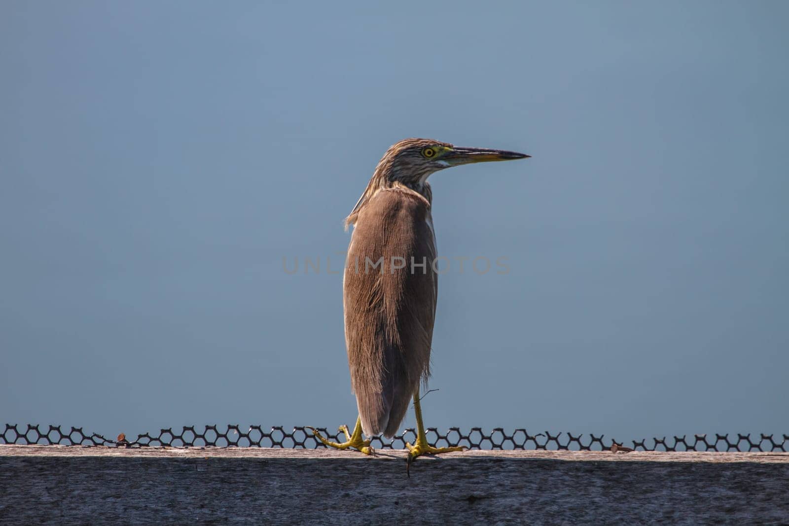 Chinese Pond Heron in the nature, Thailand