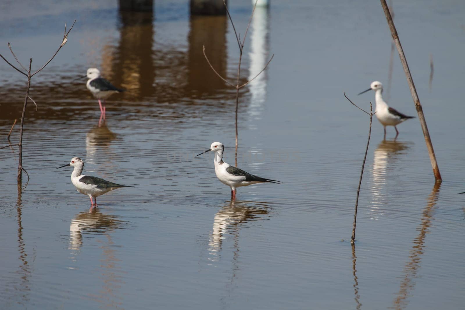Black-winged Stilt (Himantopus himantopus) on the water