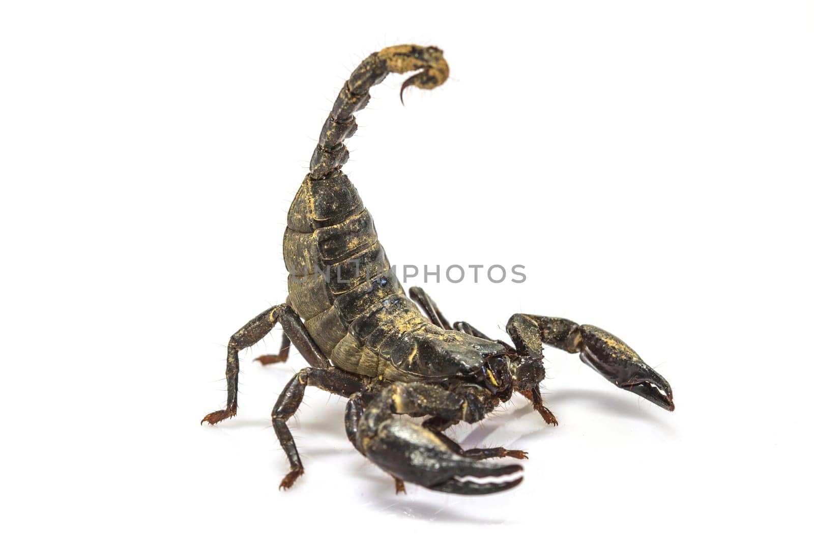 close up Scorpion ( Pandinus imperator) on white background
