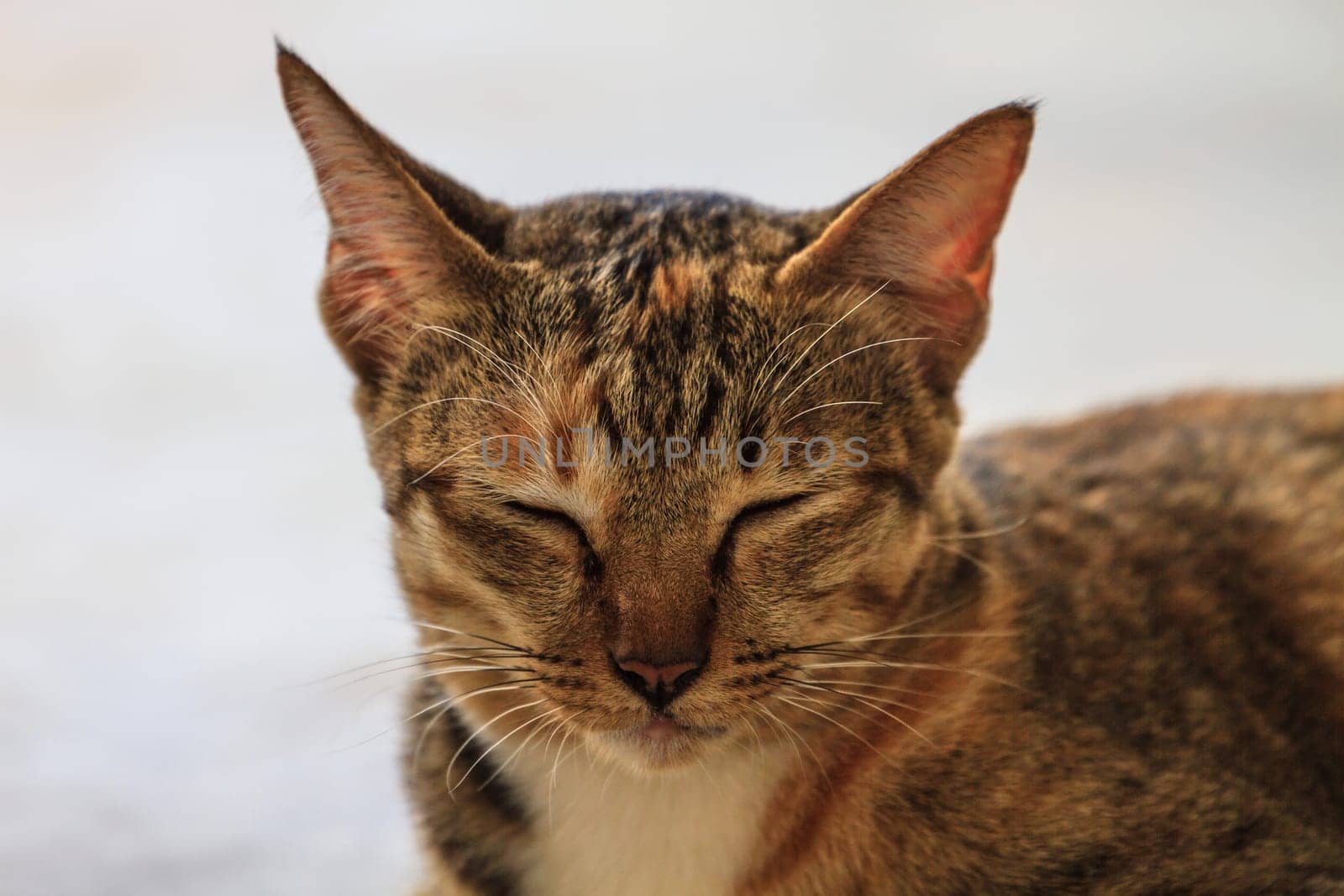 Portrait of a cat, close up pet