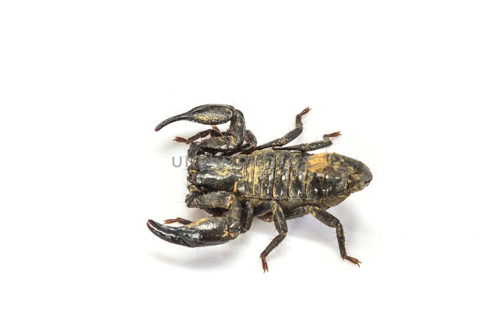 close up Scorpion ( Pandinus imperator) on white background