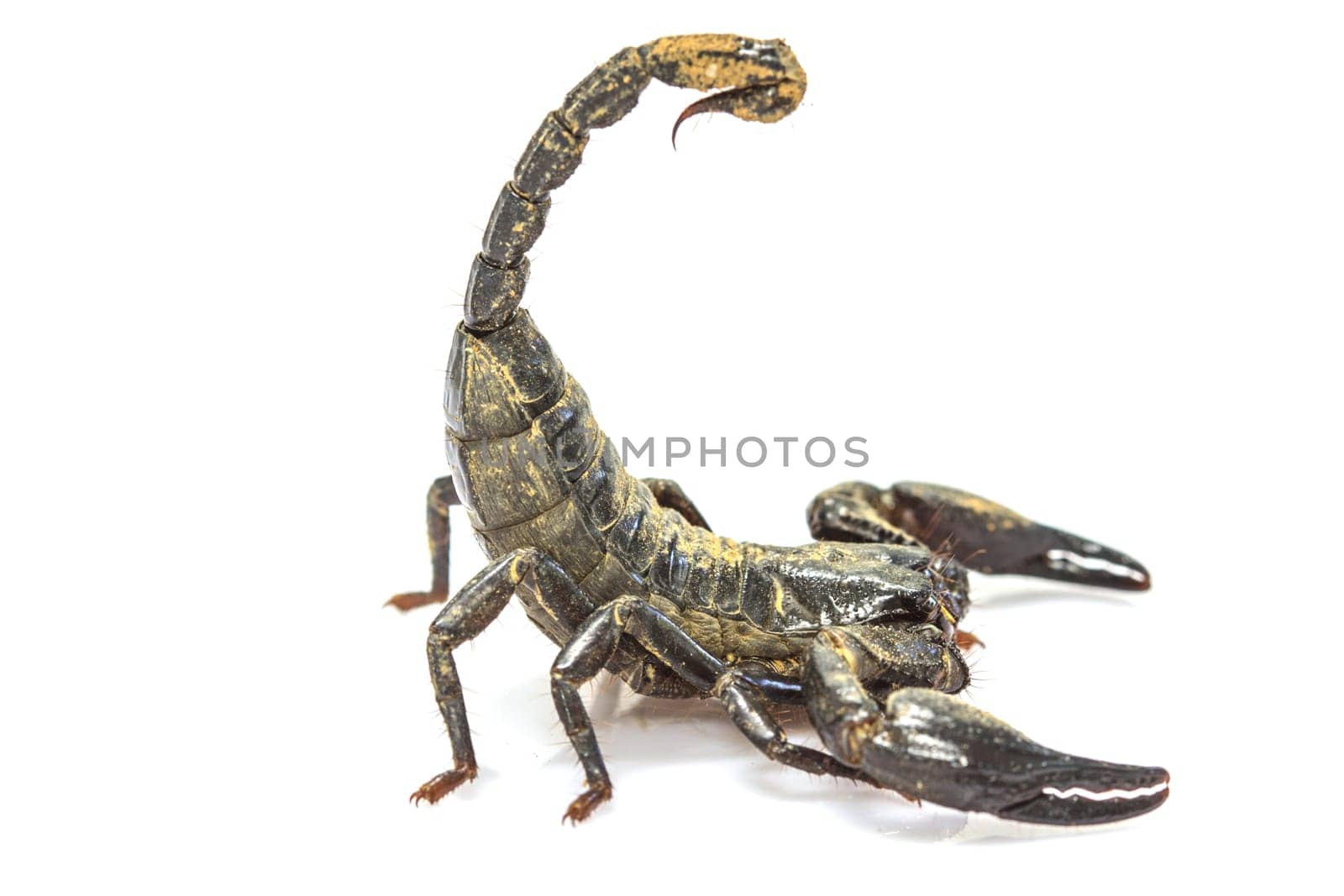 close up Scorpion ( Pandinus imperator) on white background