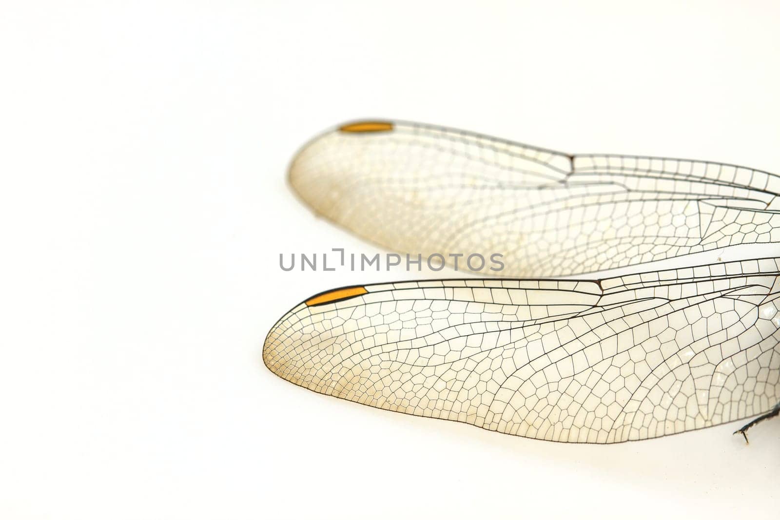 close up dragonfly macro isolated on white background