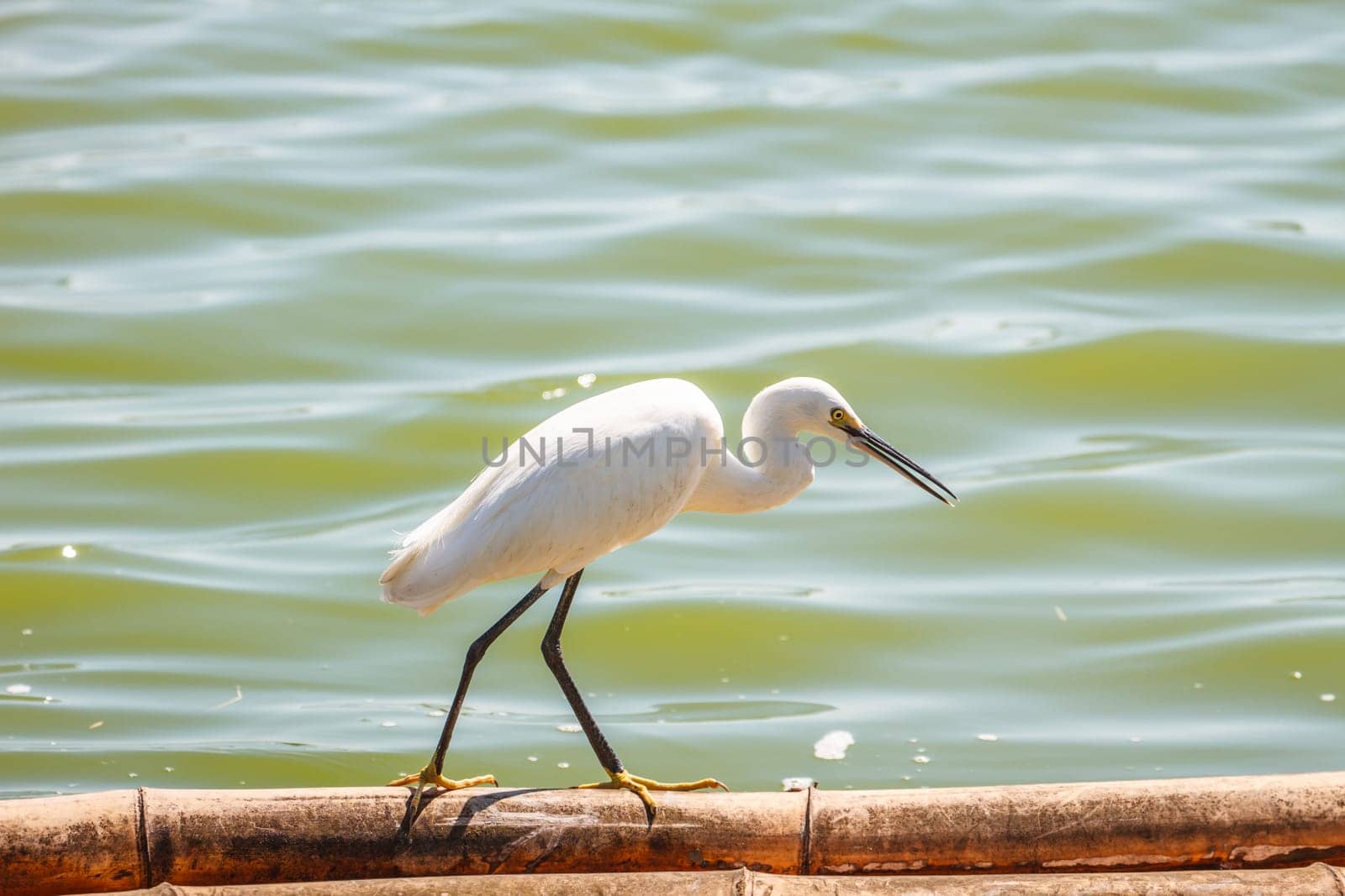 Little Egret (Egretta garzetta)  in the nature, Thailand