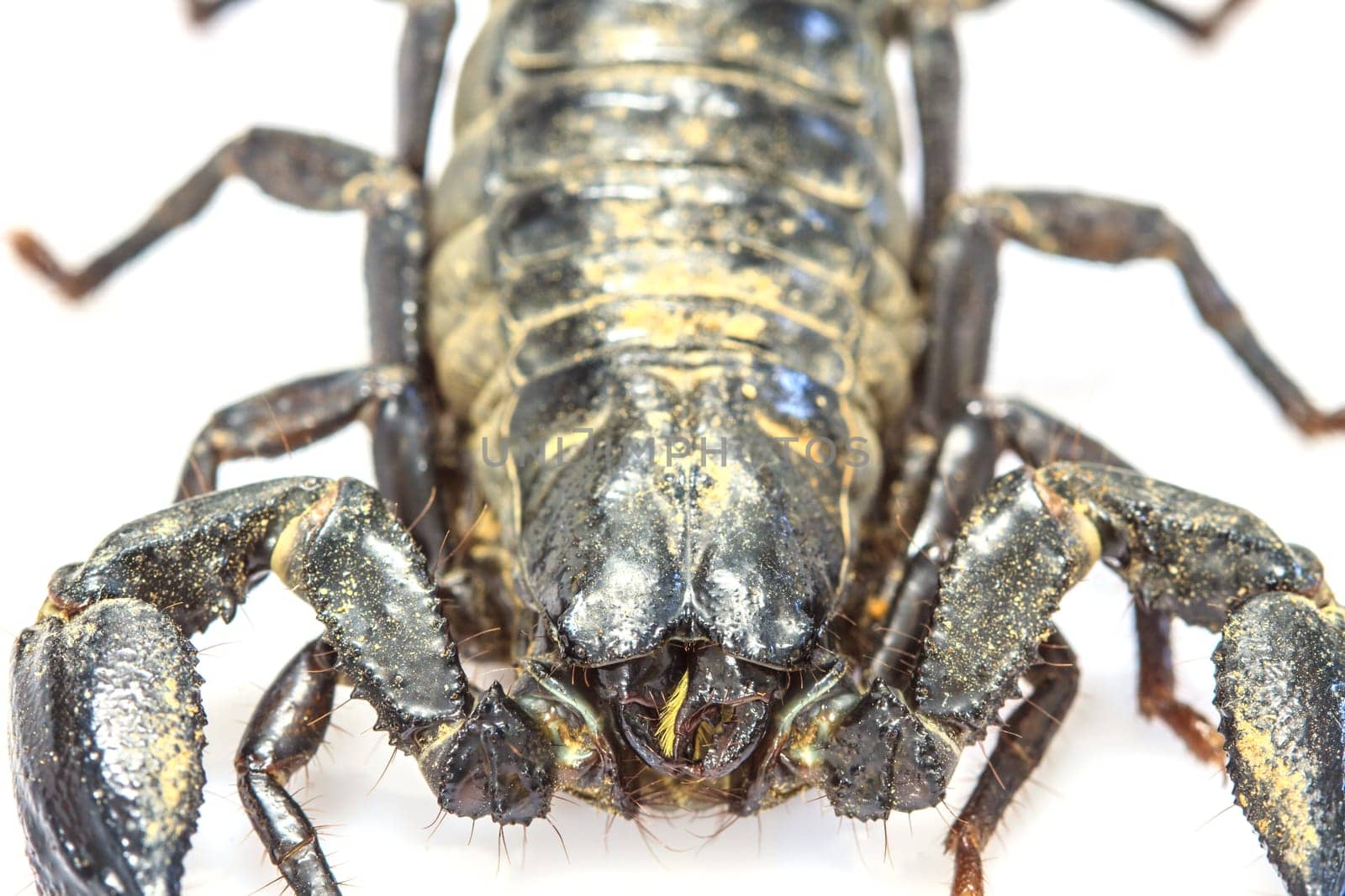 close up Scorpion ( Pandinus imperator) on white background
