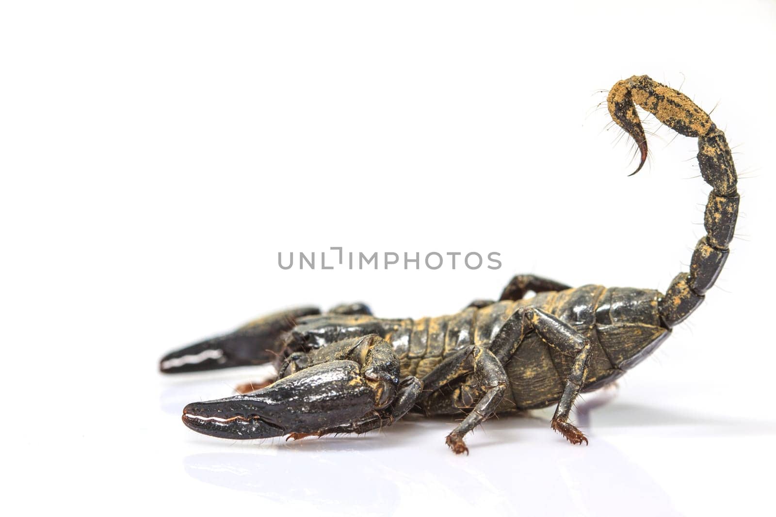 close up Scorpion ( Pandinus imperator) on white background