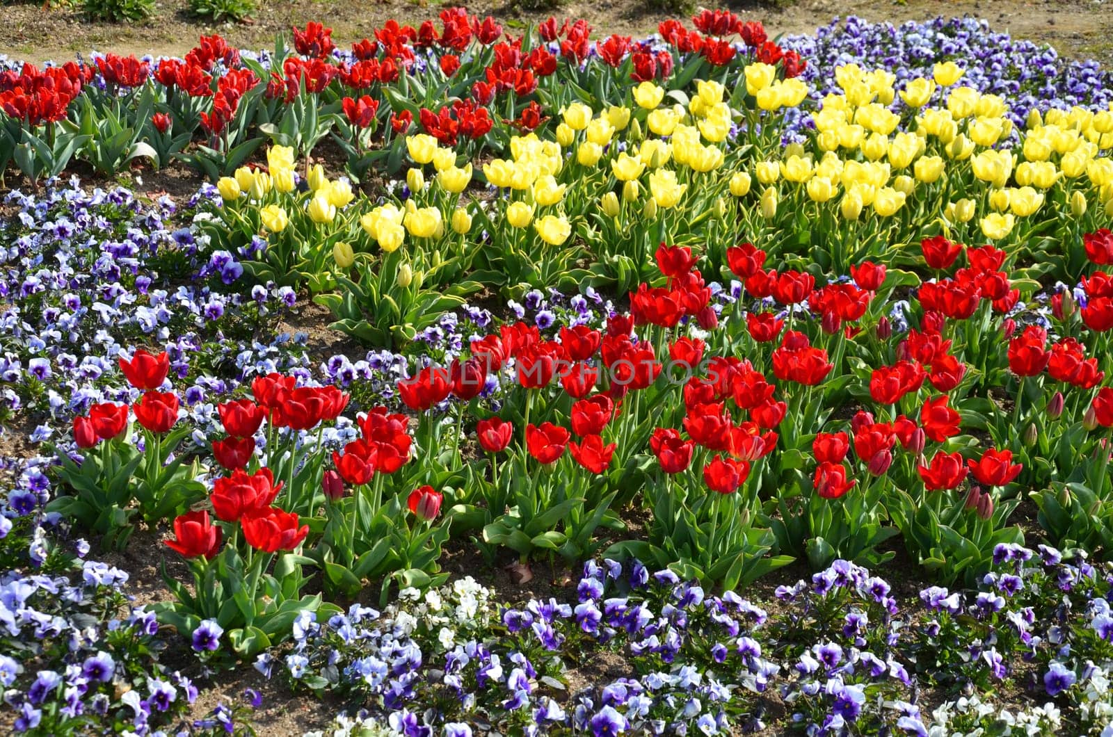 Tulips