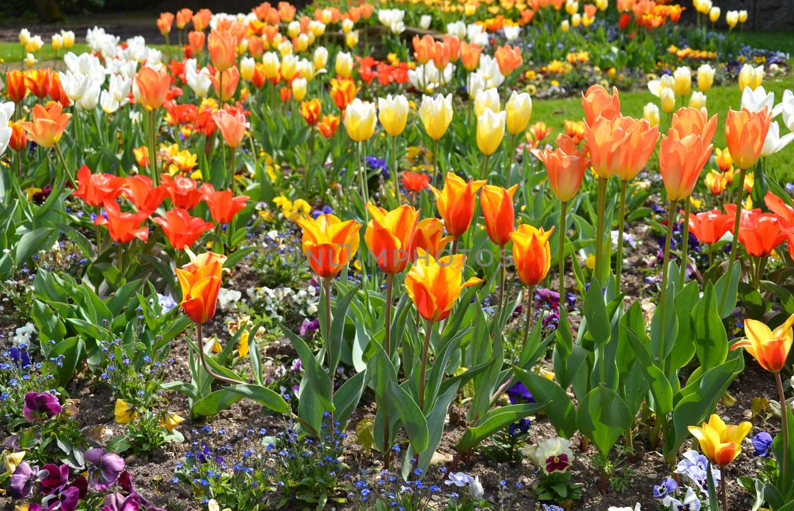 Tulips