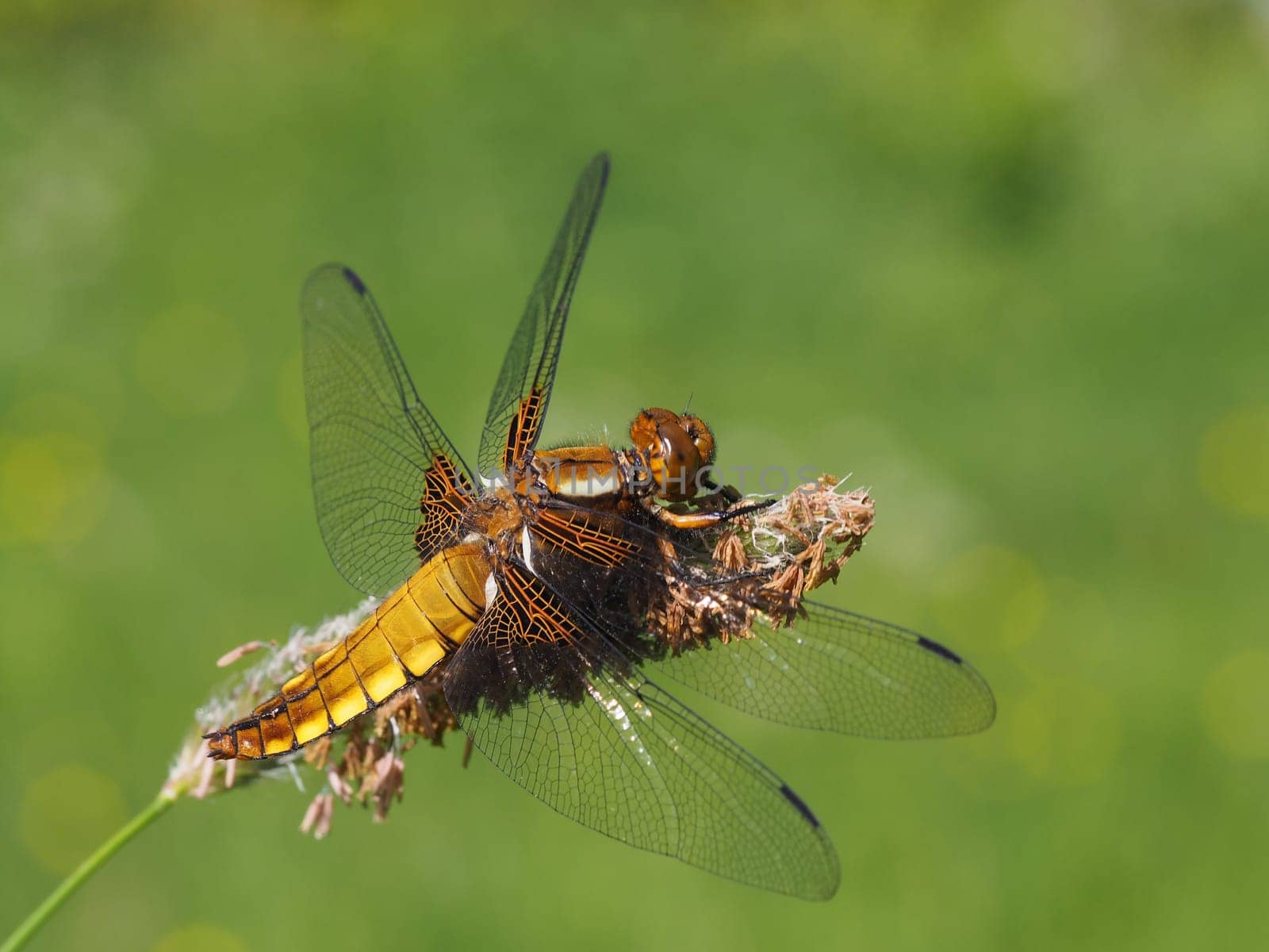 Flat-bewn dragonfly - female