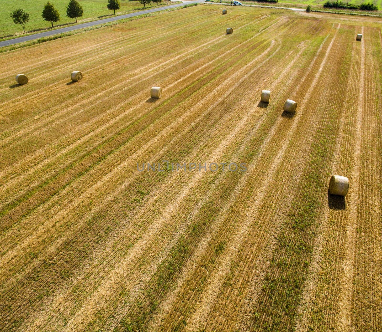 Field with straw rolls after harvest