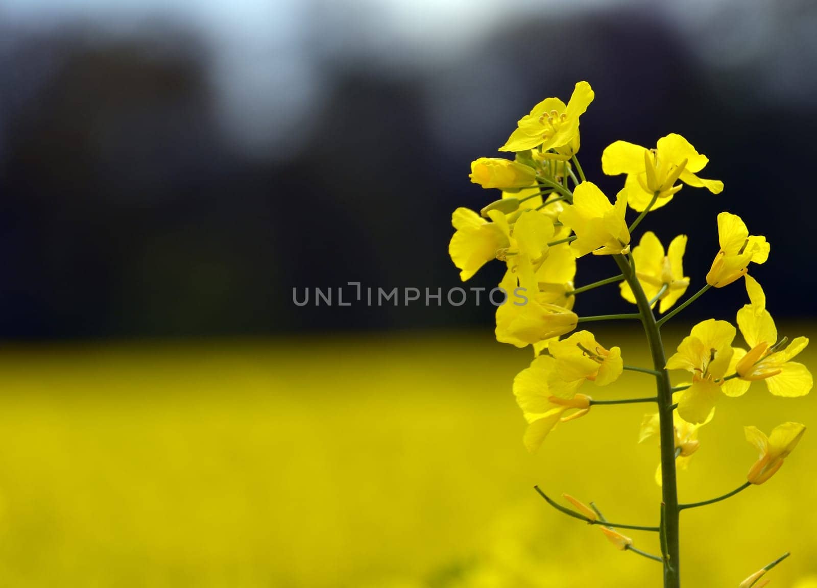 Blooming Rabsfeld