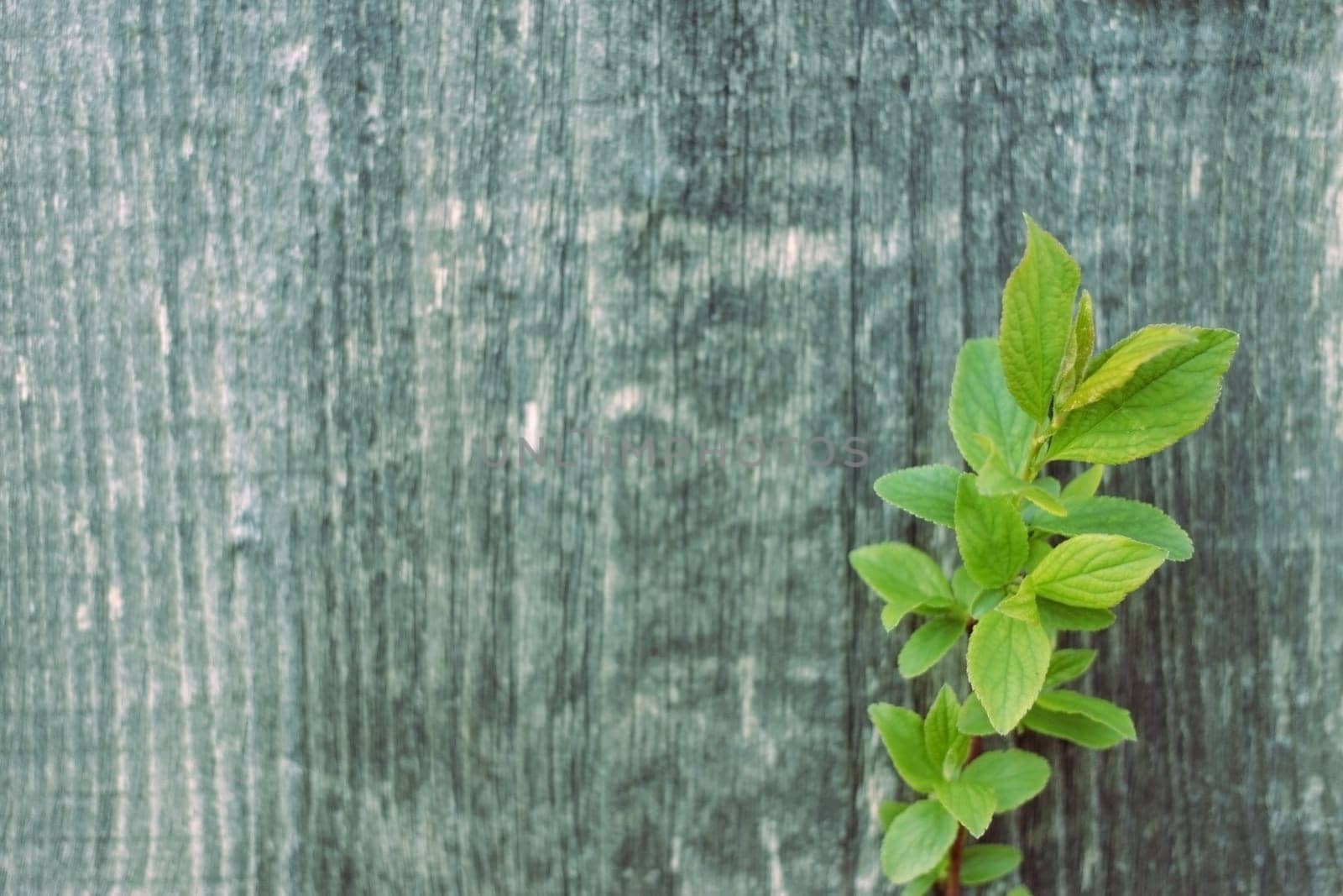 spring tree brunch with small green leaves grey wooden background