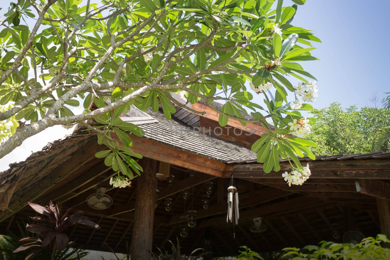 Green Garden Of Resort And Spa Surrounding , stock photo