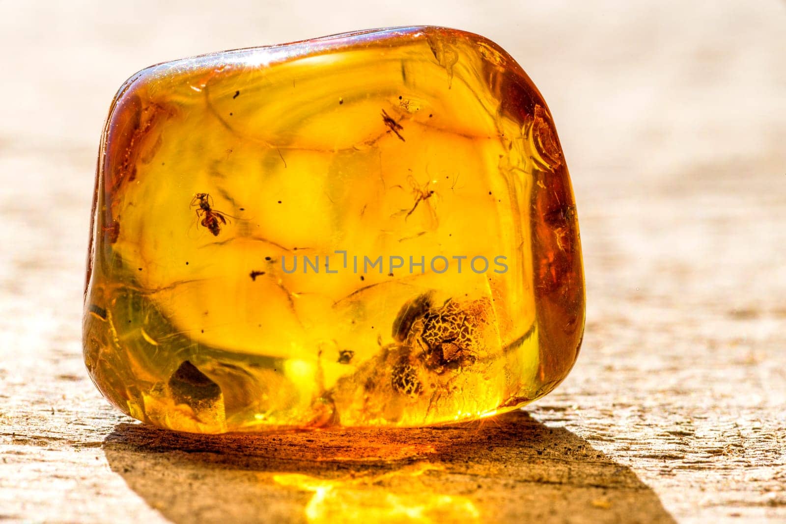 Amber with insects
