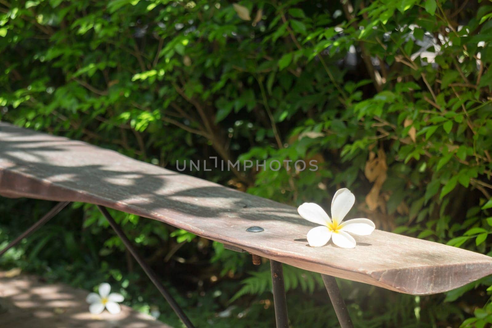 White Flower On Wooden Bench, stock photo