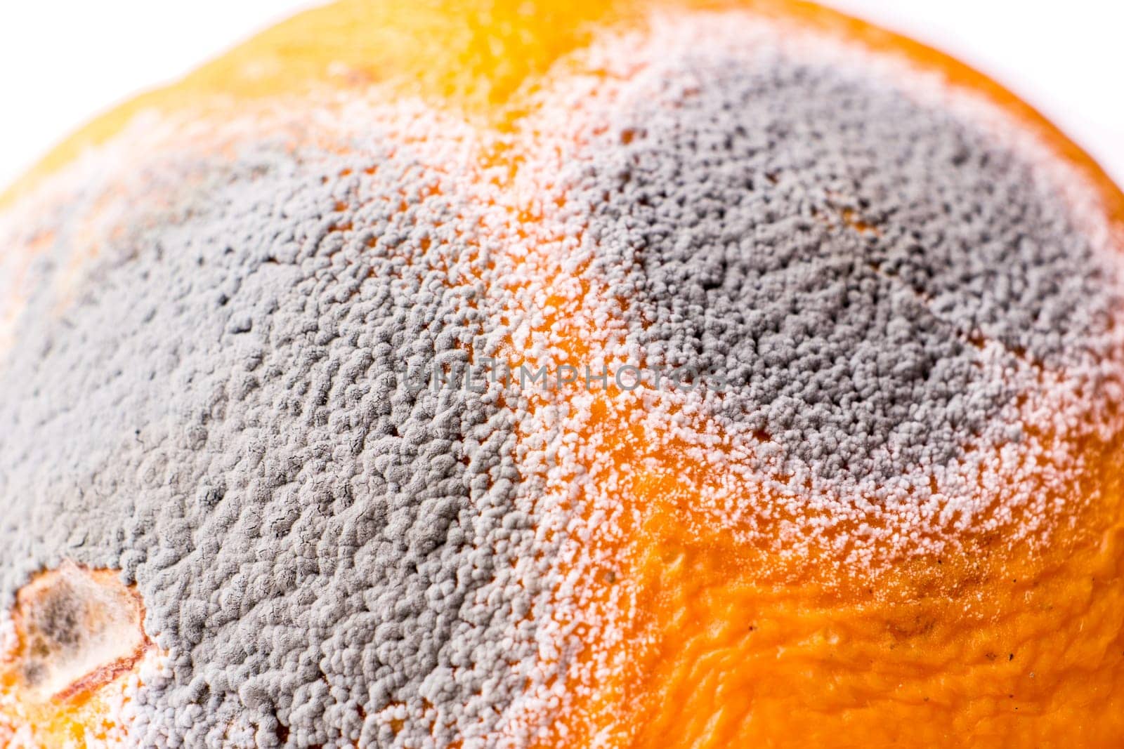 Closeup of musty orange with gray mold. Moldiness
