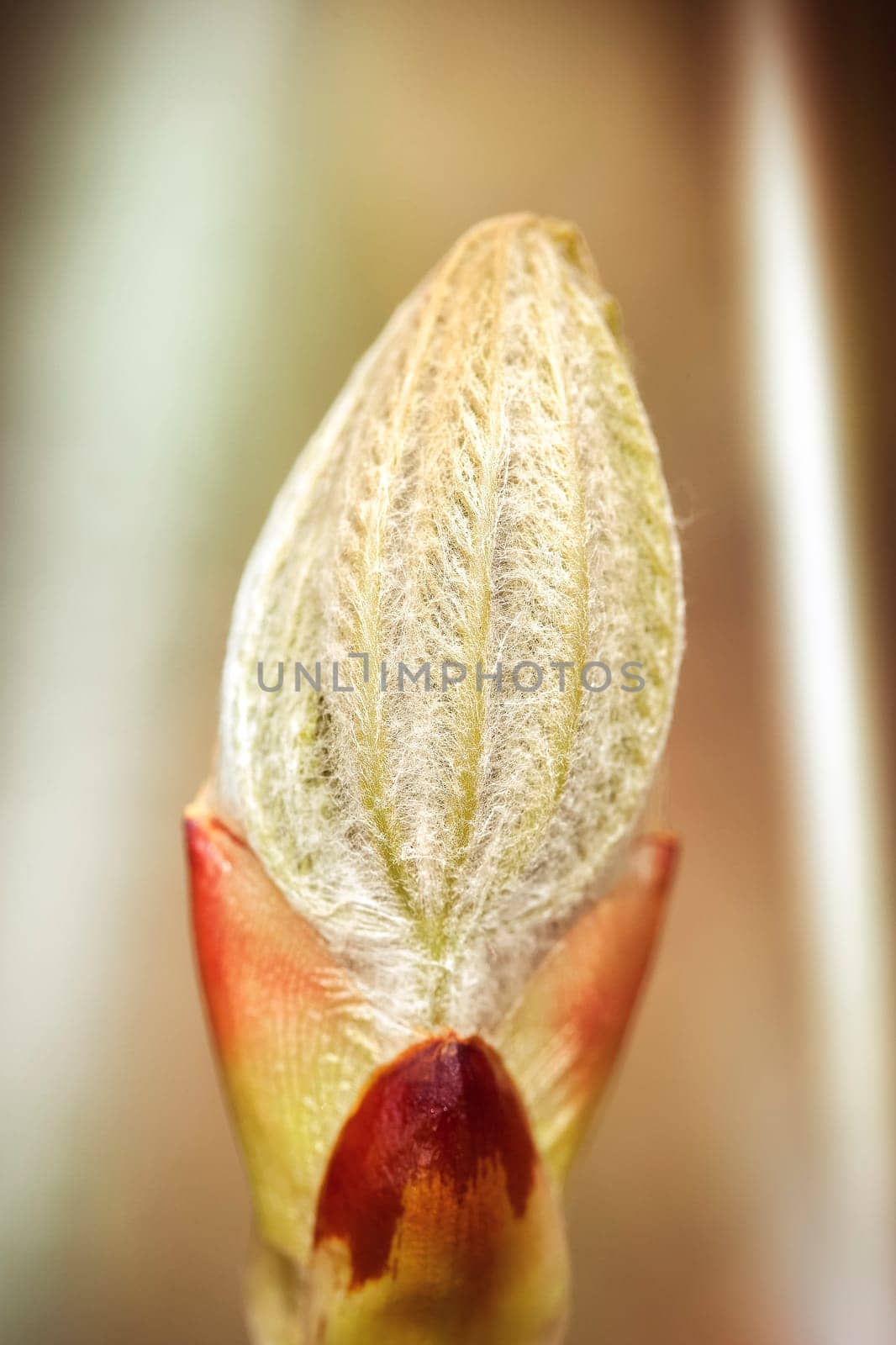 Leaf bud of the common horse chestnut - macro image - digitally edited