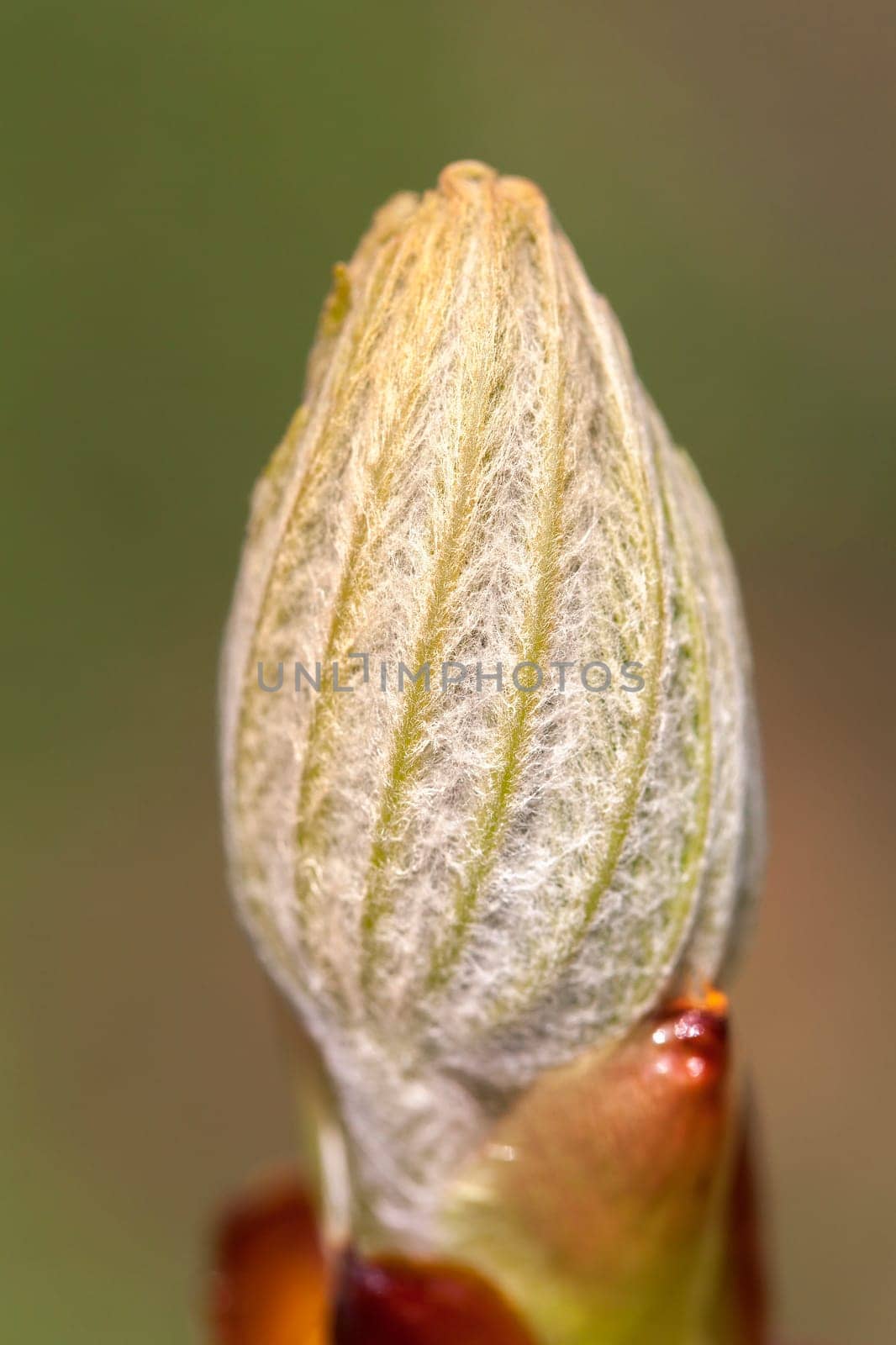 Leaf-bud of the common horse chestnut - macro image