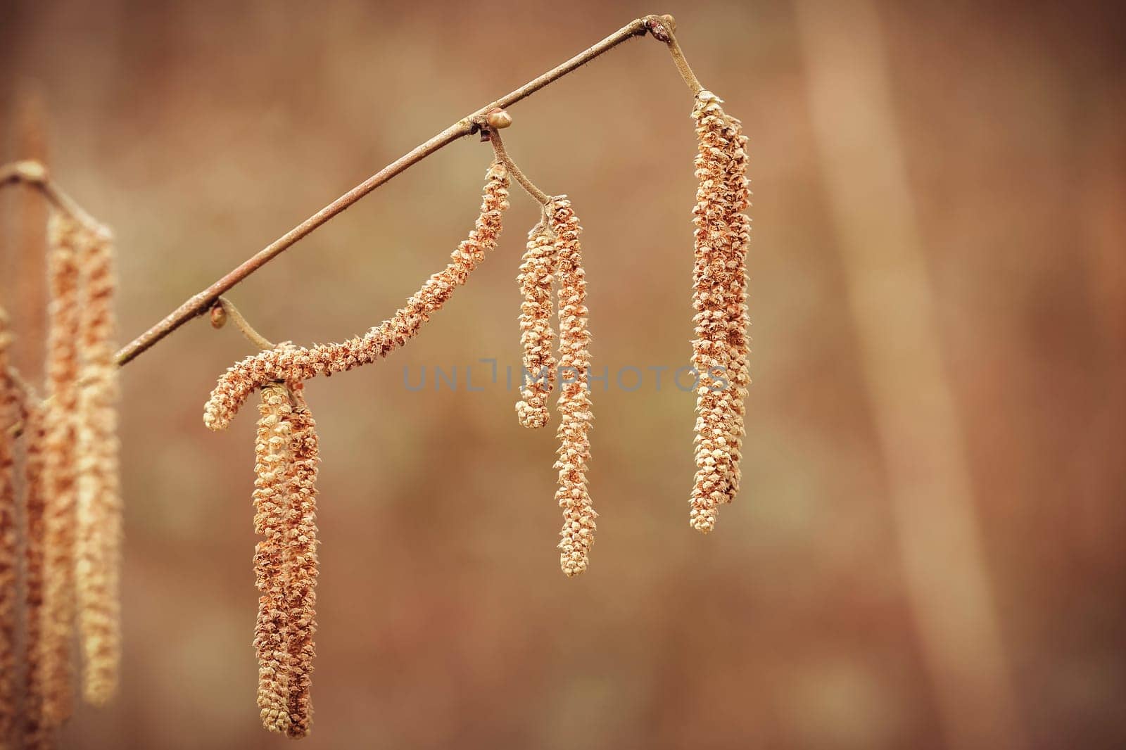 Common hazel - male flowers in a macro shot