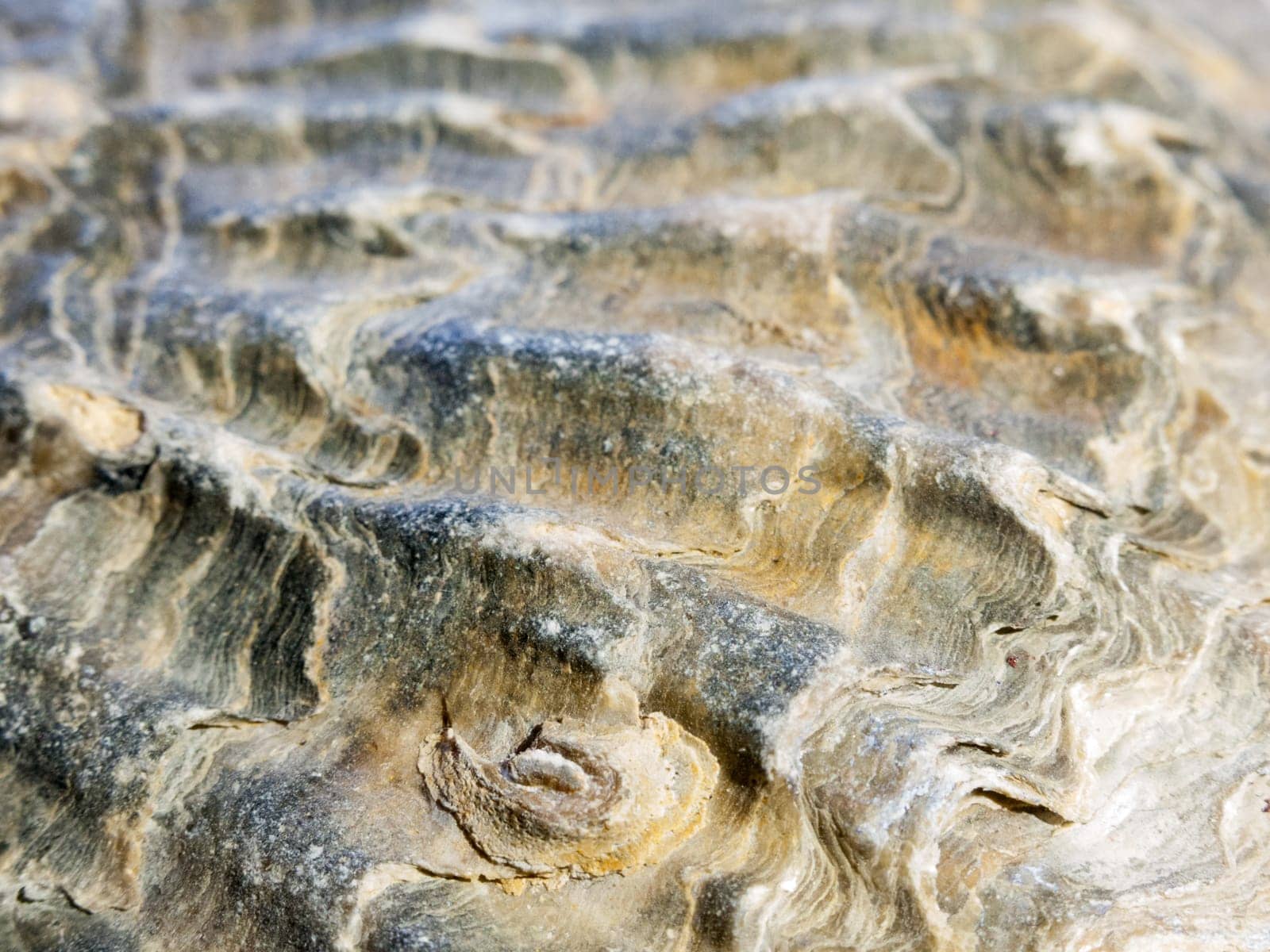 close up of top part of sea shell macro