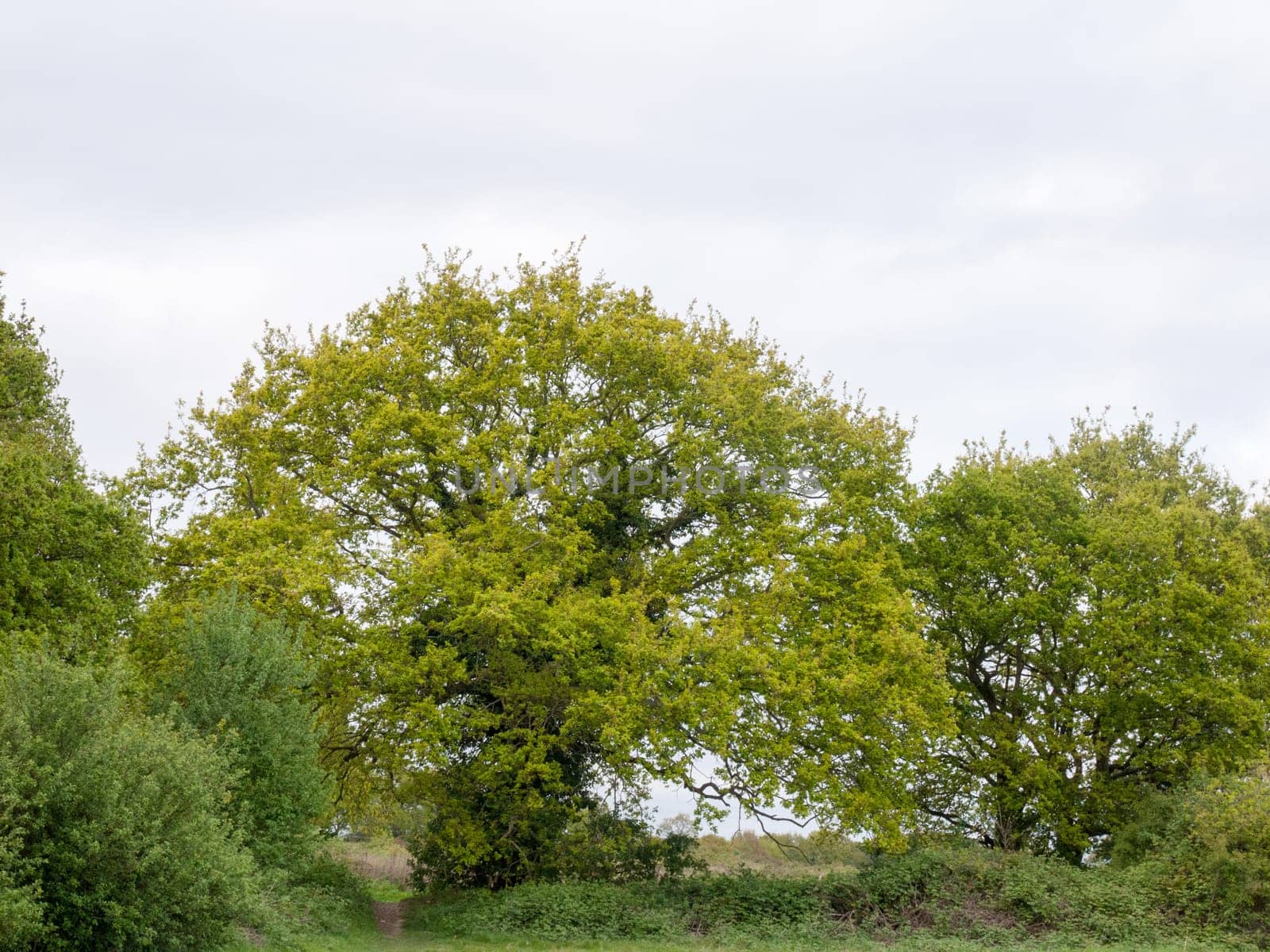 lovely large tree outside in the spring afternoon in the country in spring natural
