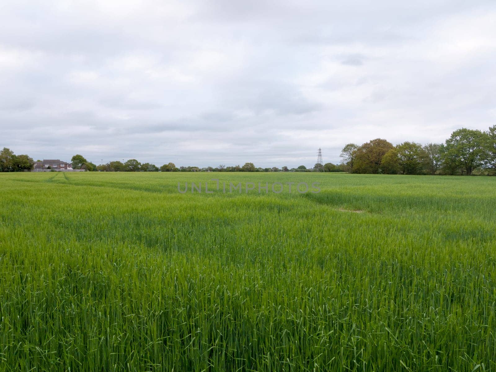 large landscape of fresh crop grassland outside on farm in spring at end of day natural