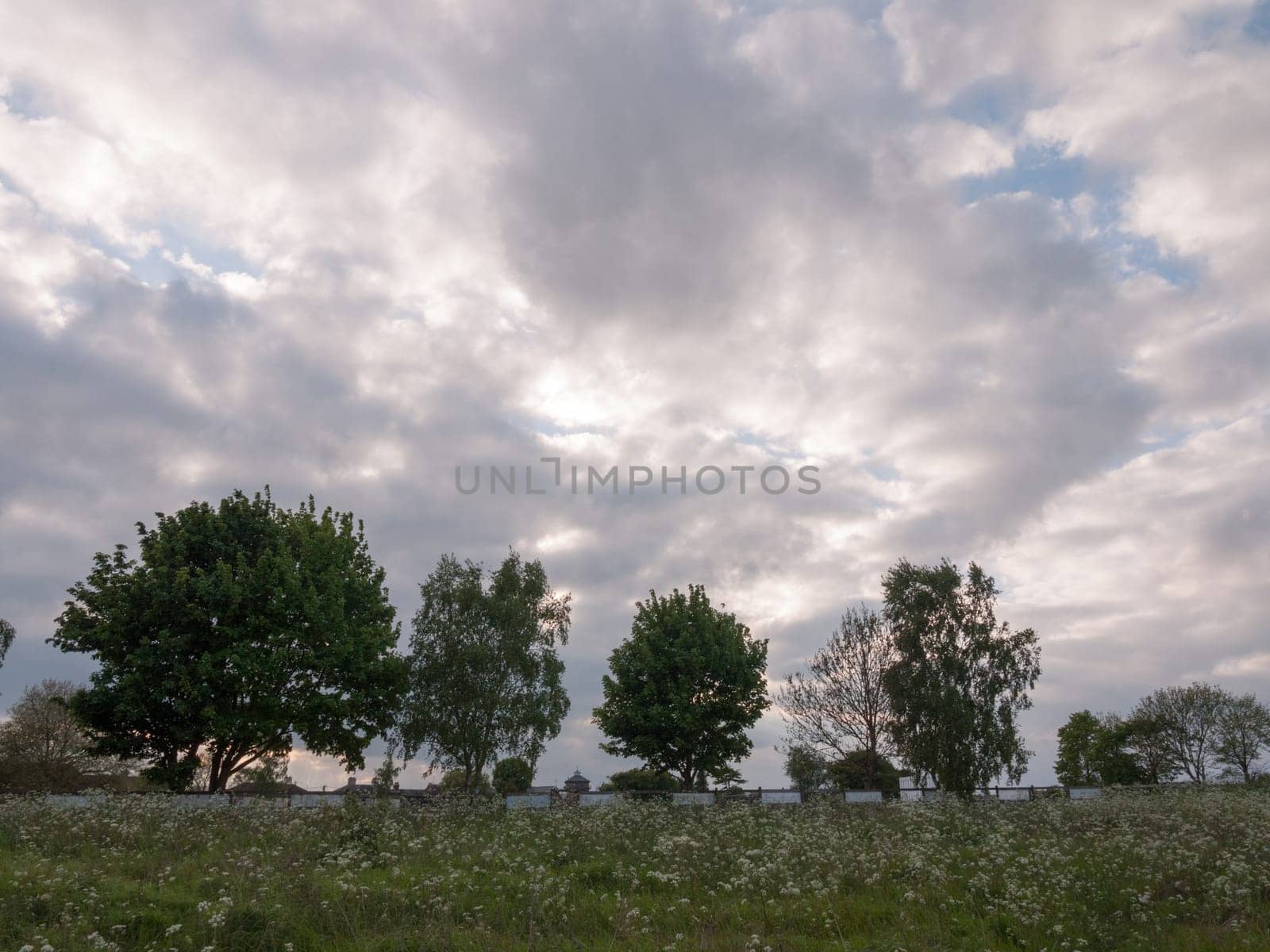 a lovely scene and landscape of trees and a field of cow parsley in late afternoon soft light of spring in the country with lush cloud sky gorgeous