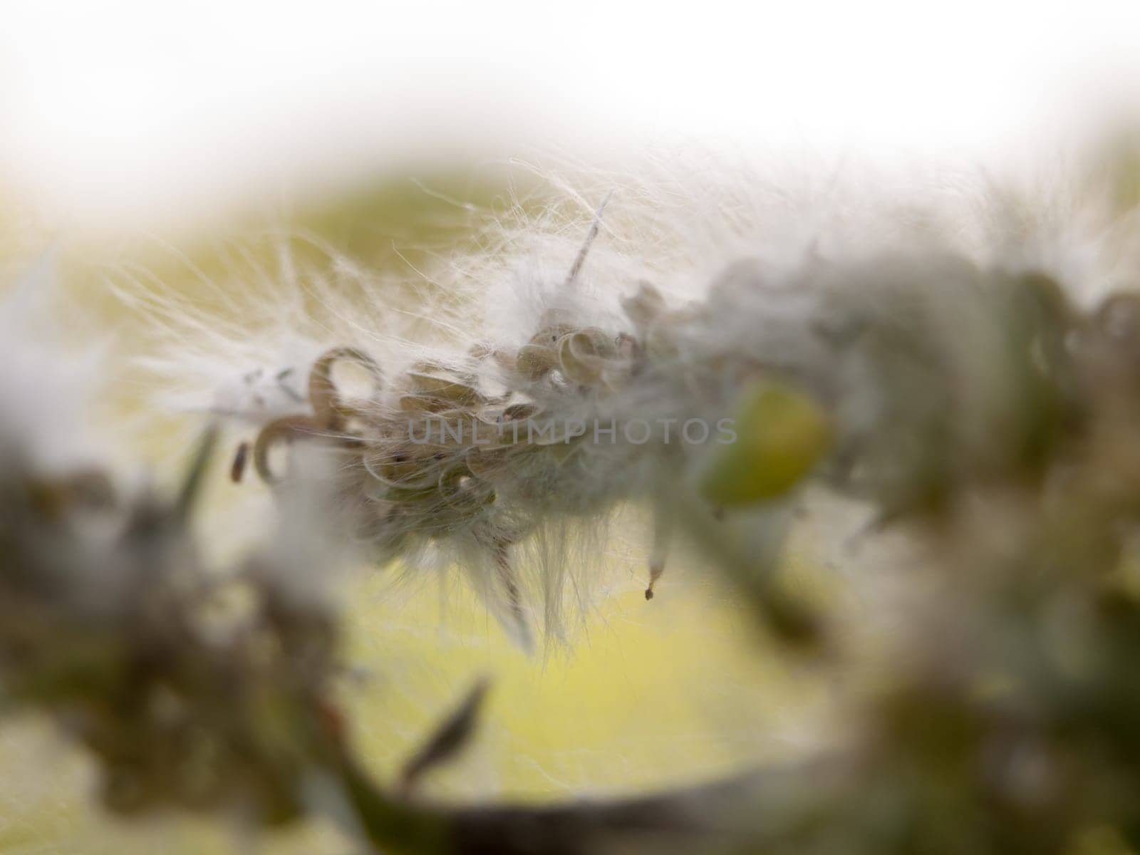 fluffy white details and texture on a tree outside macro close up late afternoon spring cool