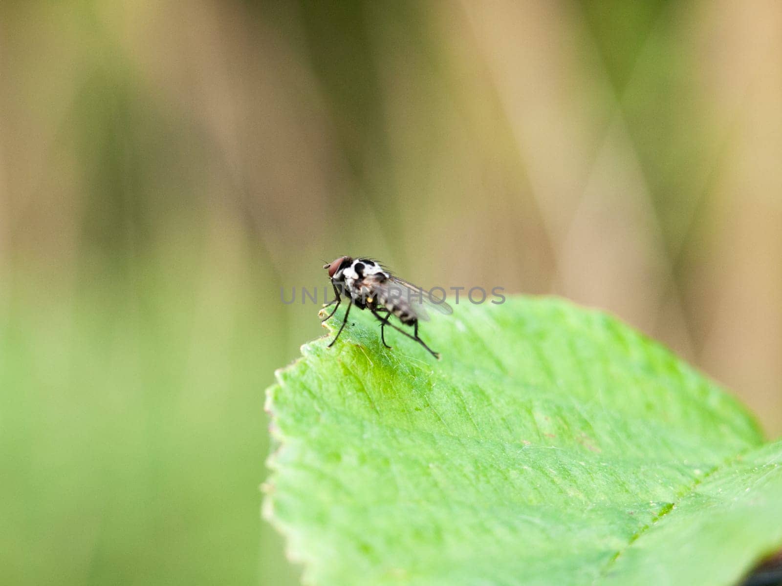 a fly resting at the edge of a leaf outside in spring meadow in late afternoon light insect bug ugly