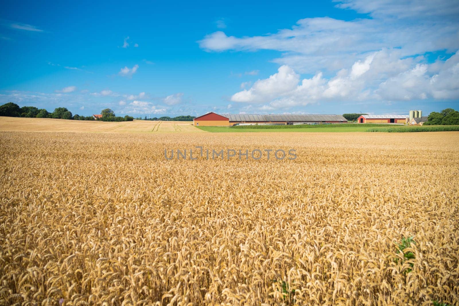 Typical danish agricultural landscape with wheat field
