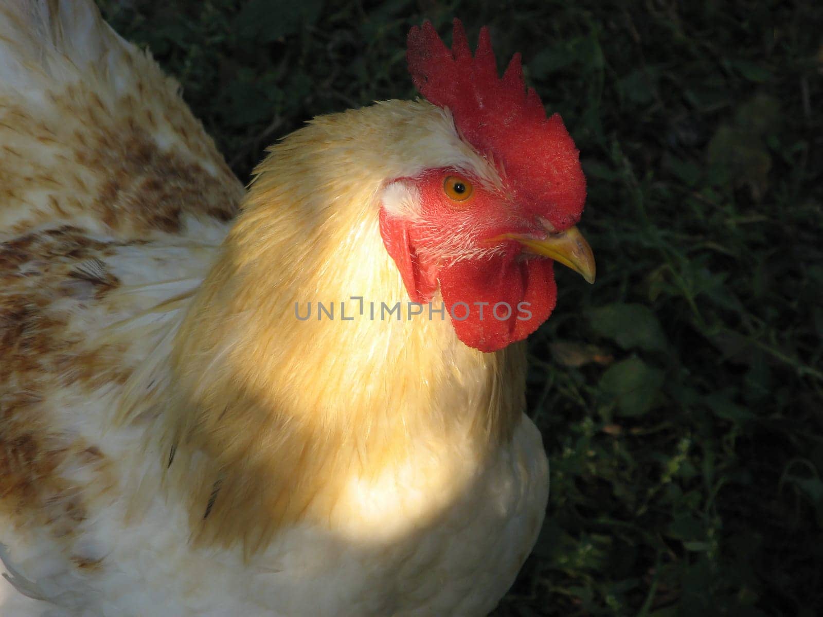 Portrait of rooster, close up, head only lit by sunshine.