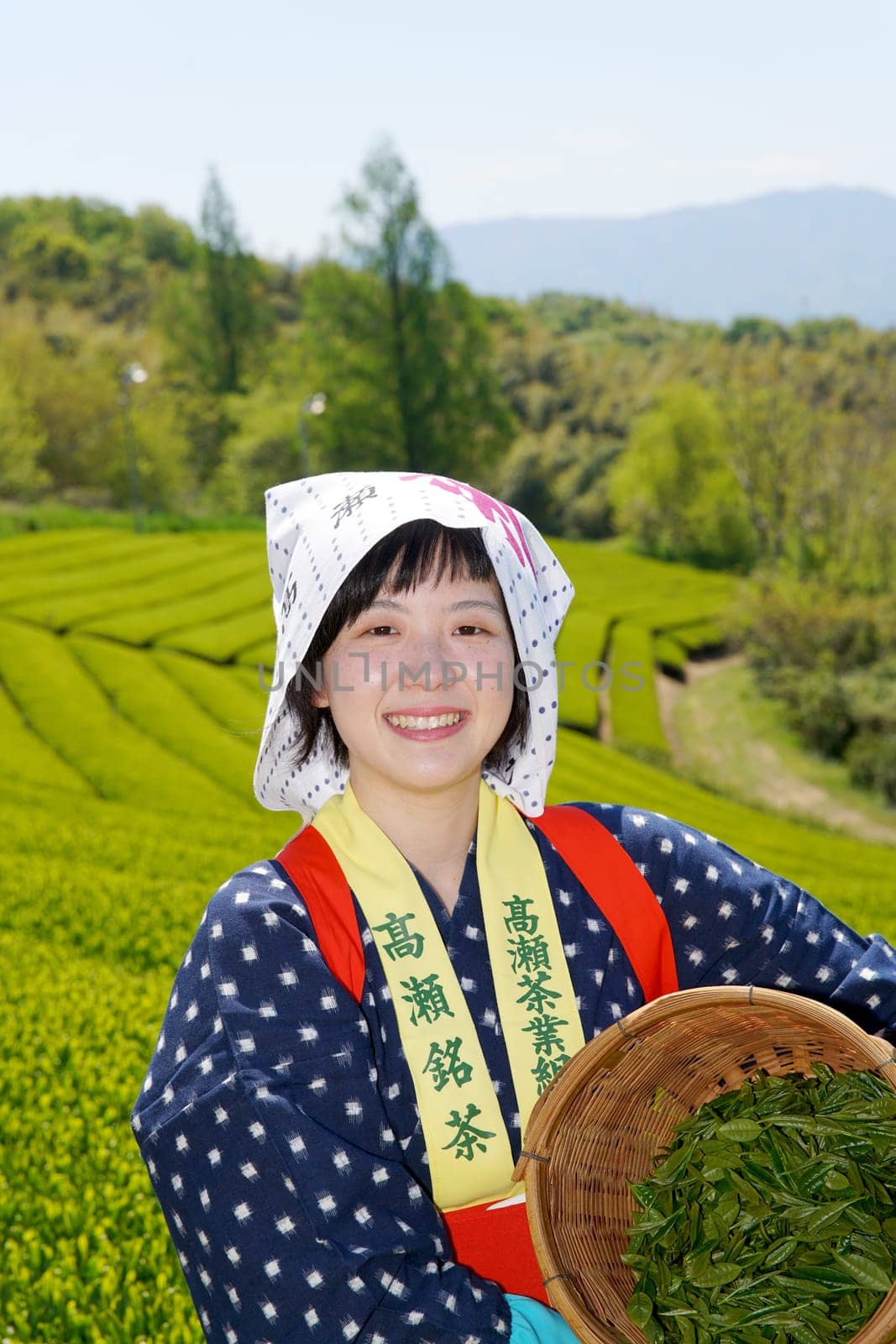 KAGAWA, JAPAN - APRIL 24, 2017: Young japanese woman with traditional clothing kimono harvesting green tea leaves on farmland of tea plantation　
