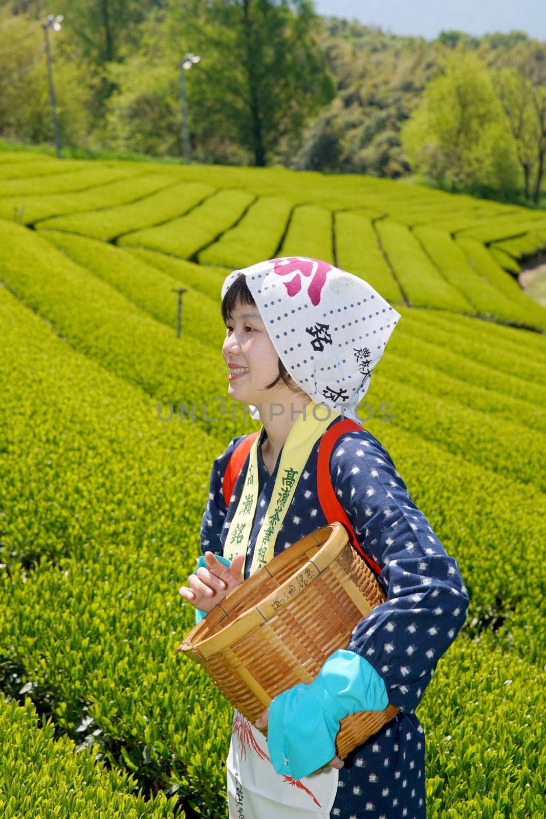 KAGAWA, JAPAN - APRIL 24, 2017: Young japanese woman with traditional clothing kimono harvesting green tea leaves on farmland of tea plantation　