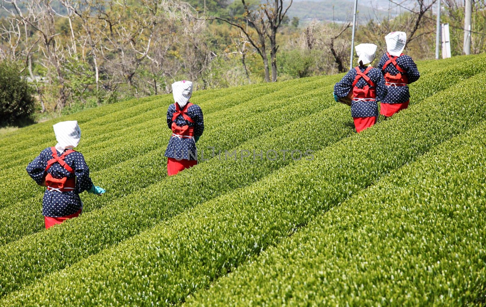KAGAWA, JAPAN - APRIL 24, 2017: Young japanese woman with traditional clothing kimono harvesting green tea leaves on farmland of tea plantation