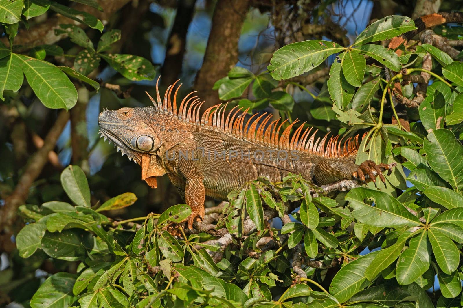 Colorful Male Iguana in a Tree in Tortuguero National Park in Costa Rica