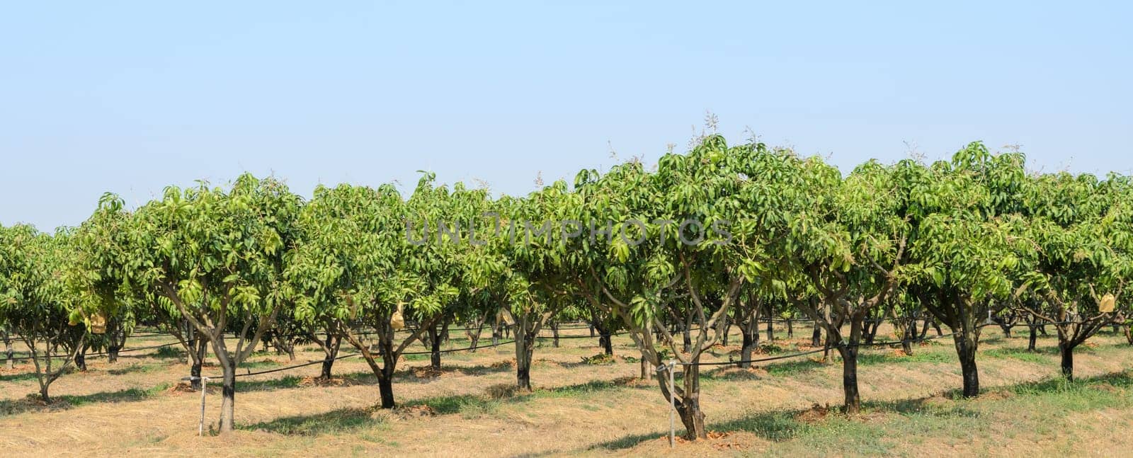 Mango trees growing in a field in Thailand