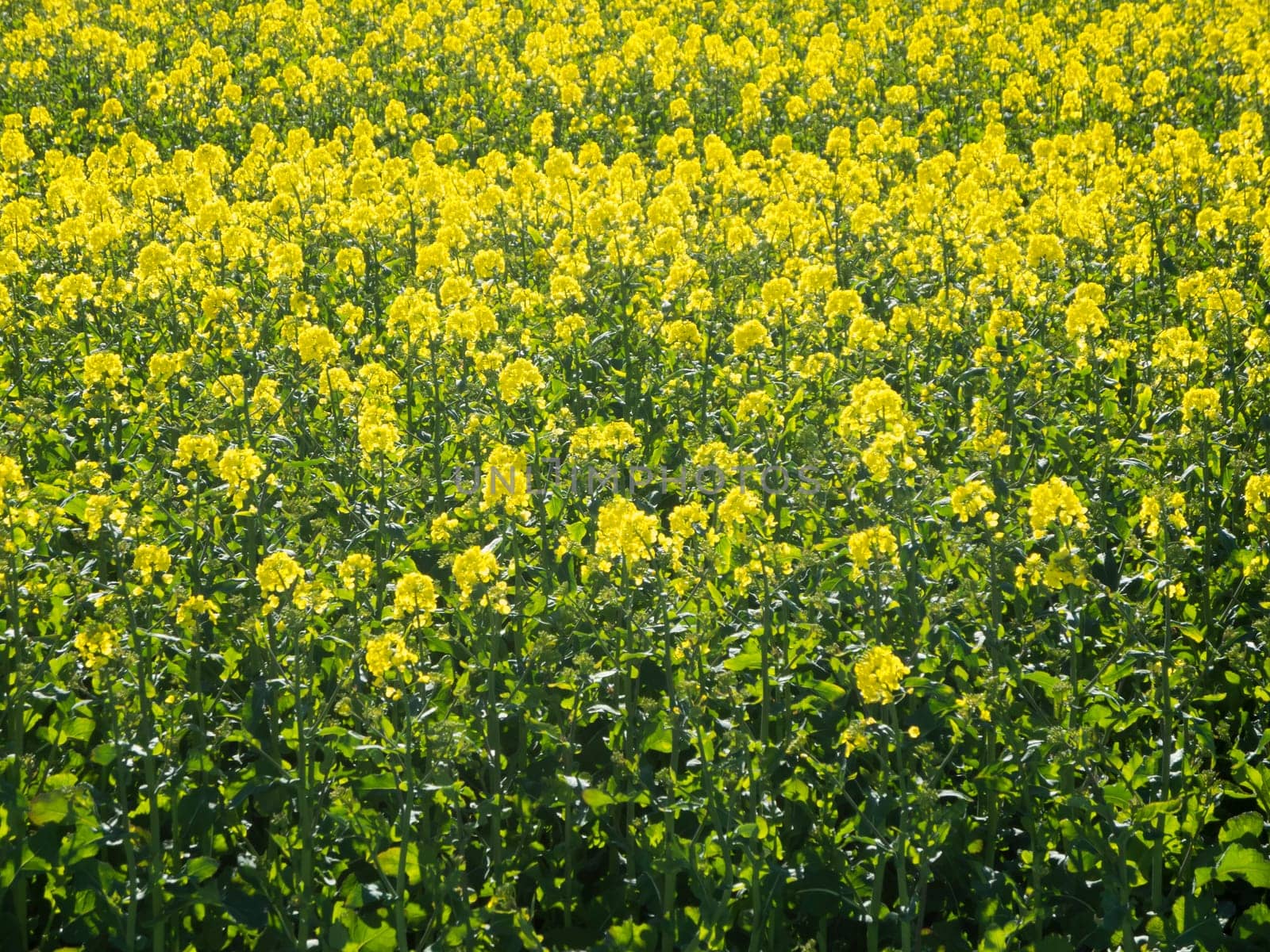 Format-filling view of a flowering rapeseed field.